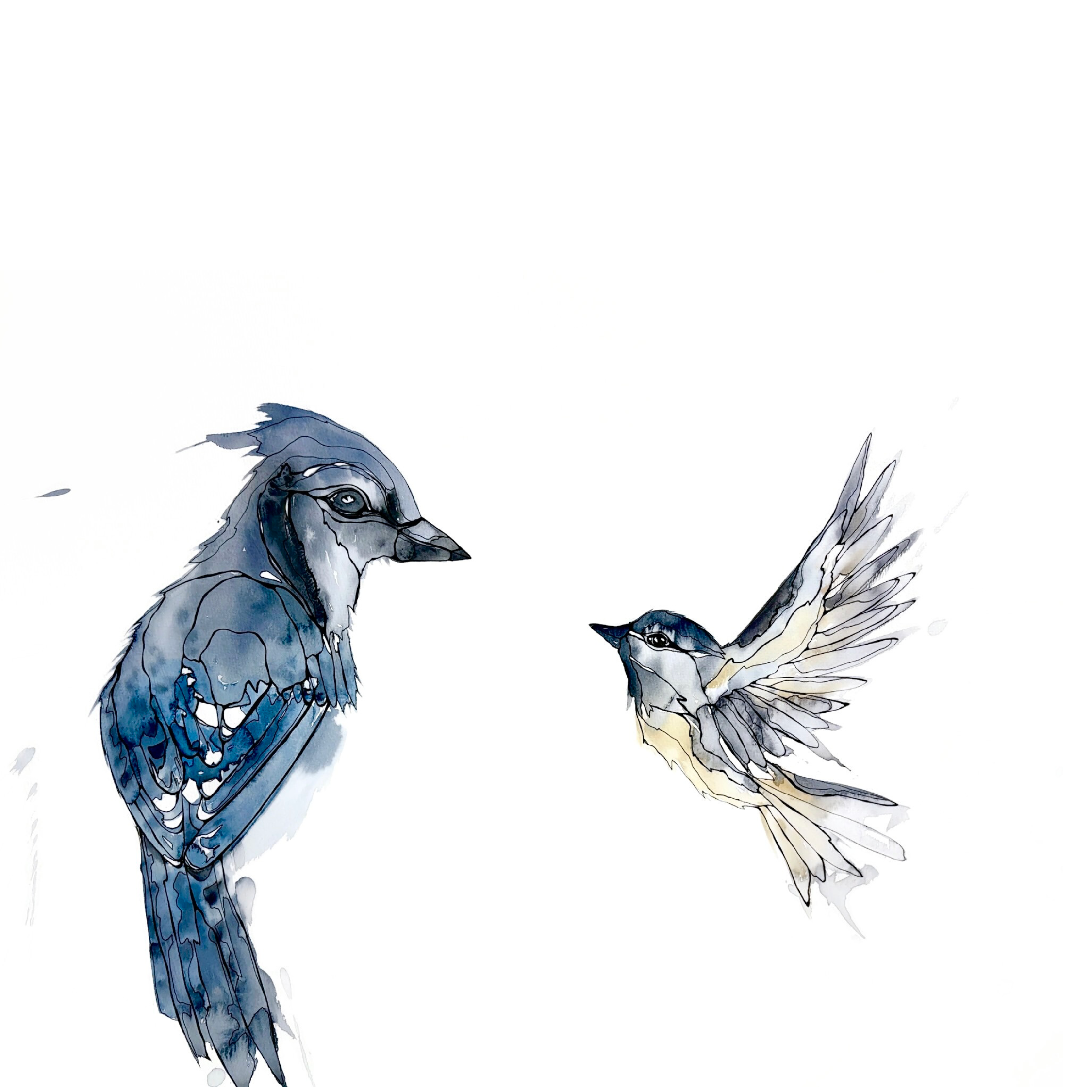 Morgan Padgett: Blue Jay and Chickadee
