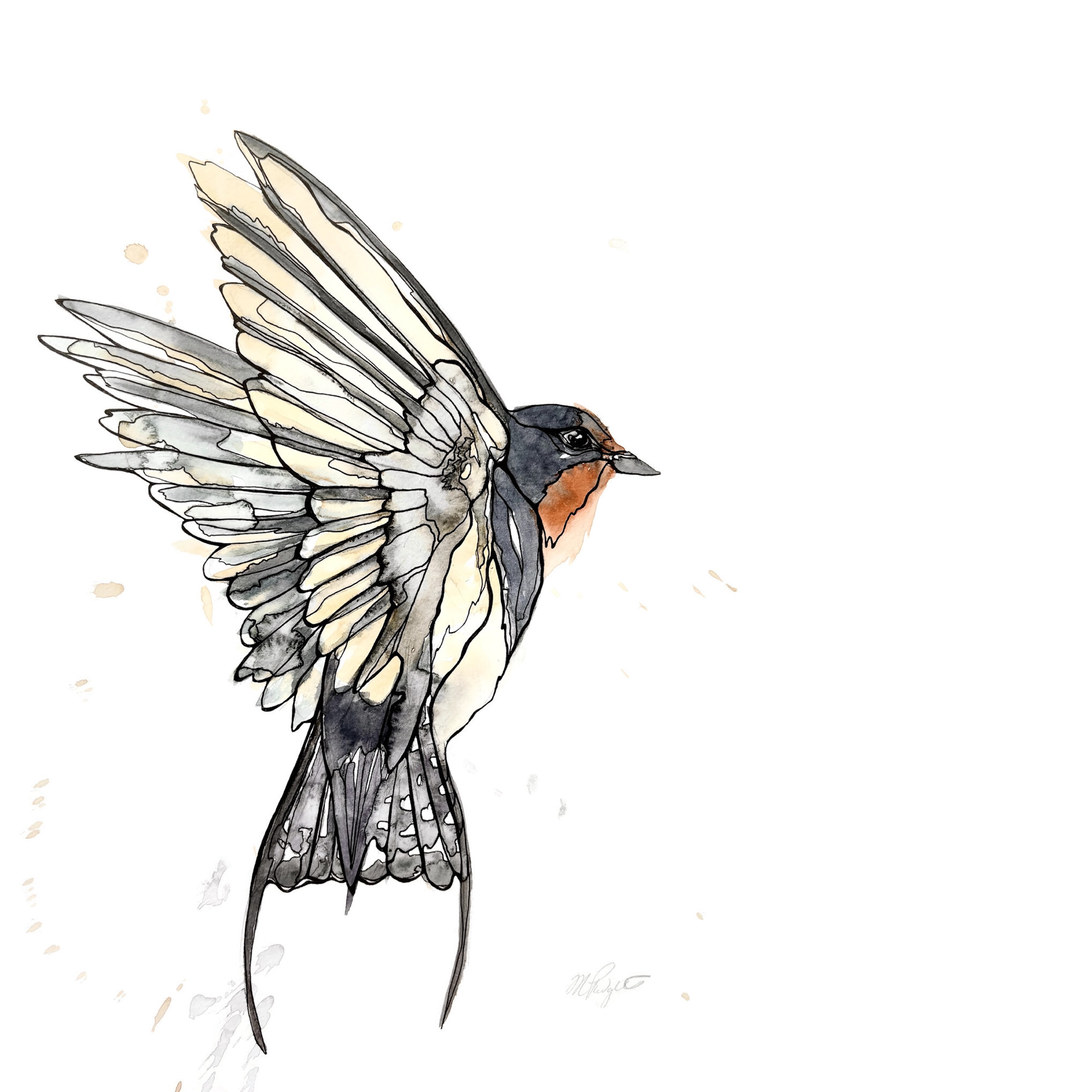 Morgan Padgett: Barn Swallow