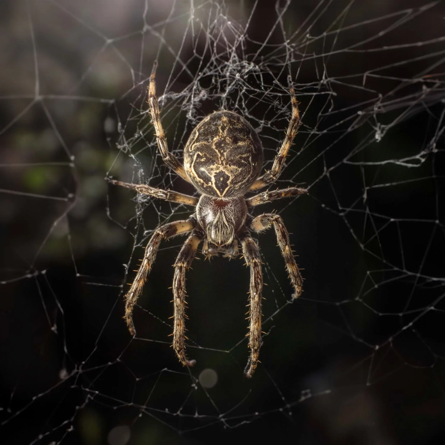 Professional-Exterminators-of-Redding-California_Services_Spiders-9.jpg