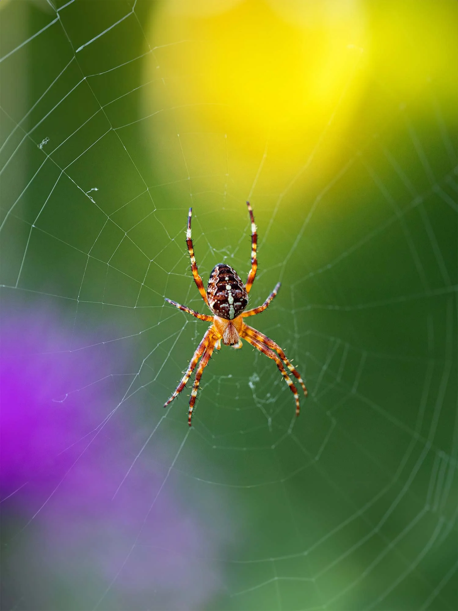 Professional-Exterminators-of-Redding-California_About-5.jpg