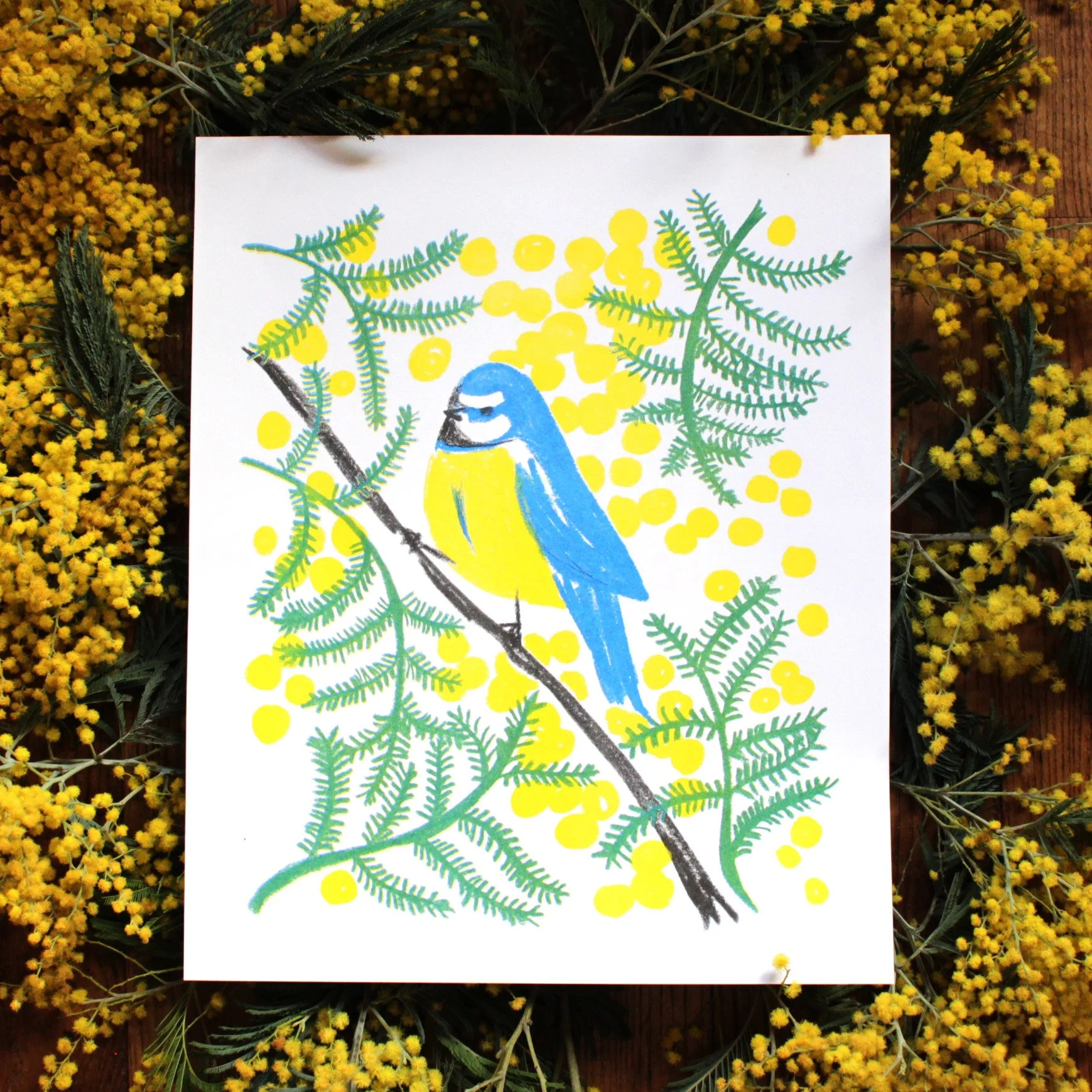 La mésange bleue