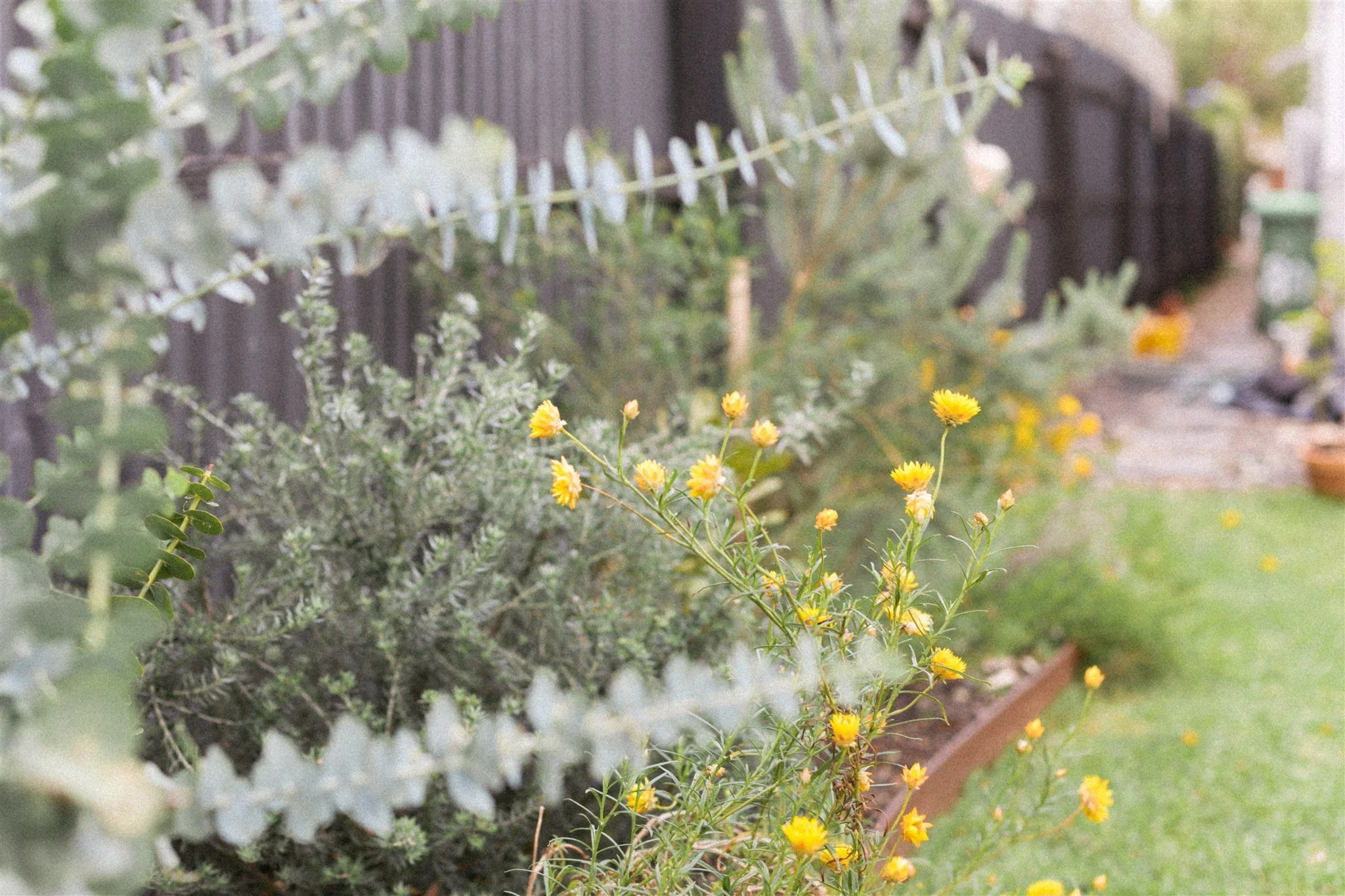 A garden with yellow and grey-green plants along a black fence, with a pathway and a green trash bin in the background.