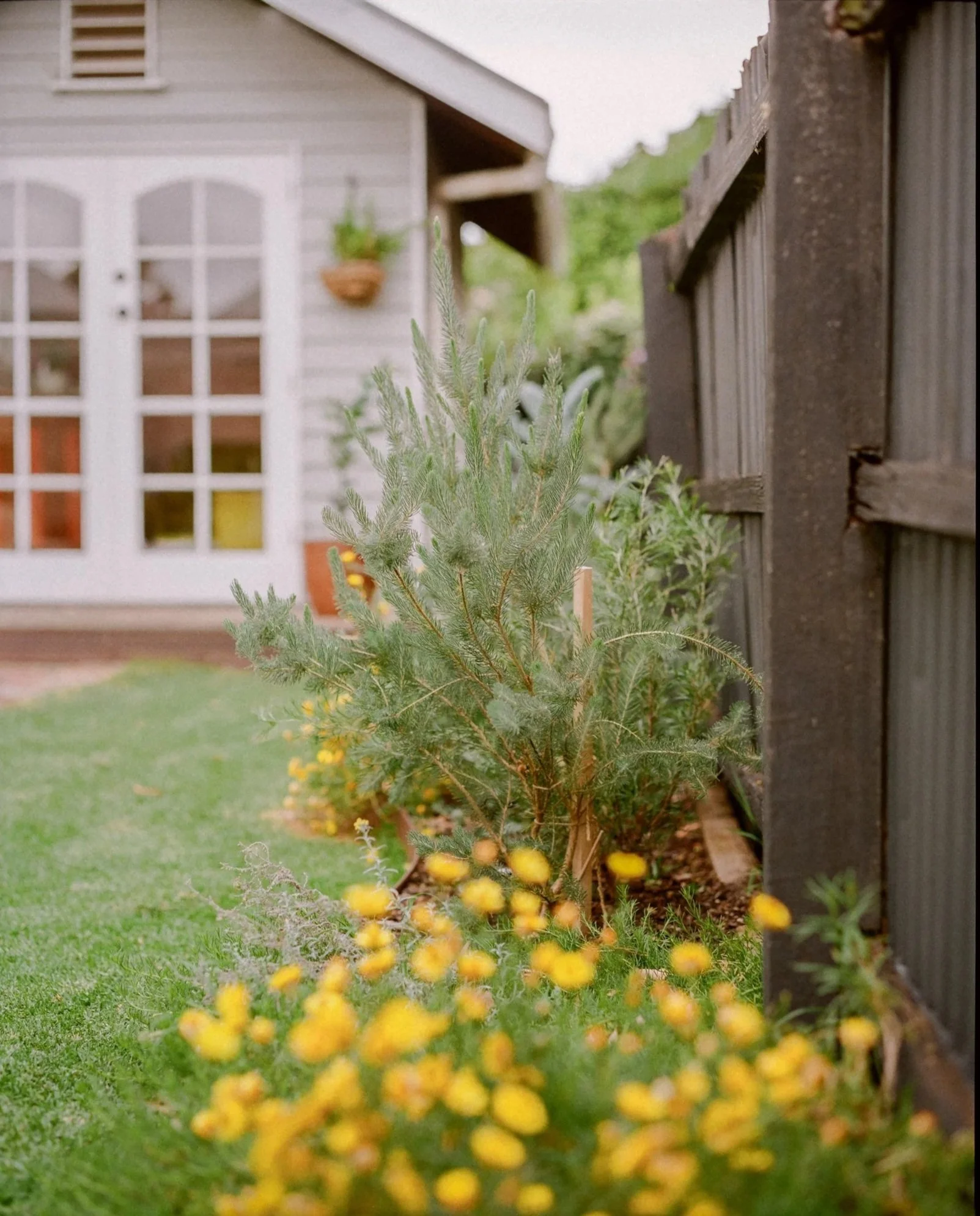 A small evergreen shrub with fuzzy green needles, growing next to a dark brown wooden fence in a backyard garden, with yellow flowers in the foreground and a house with a white door and window in the background.
