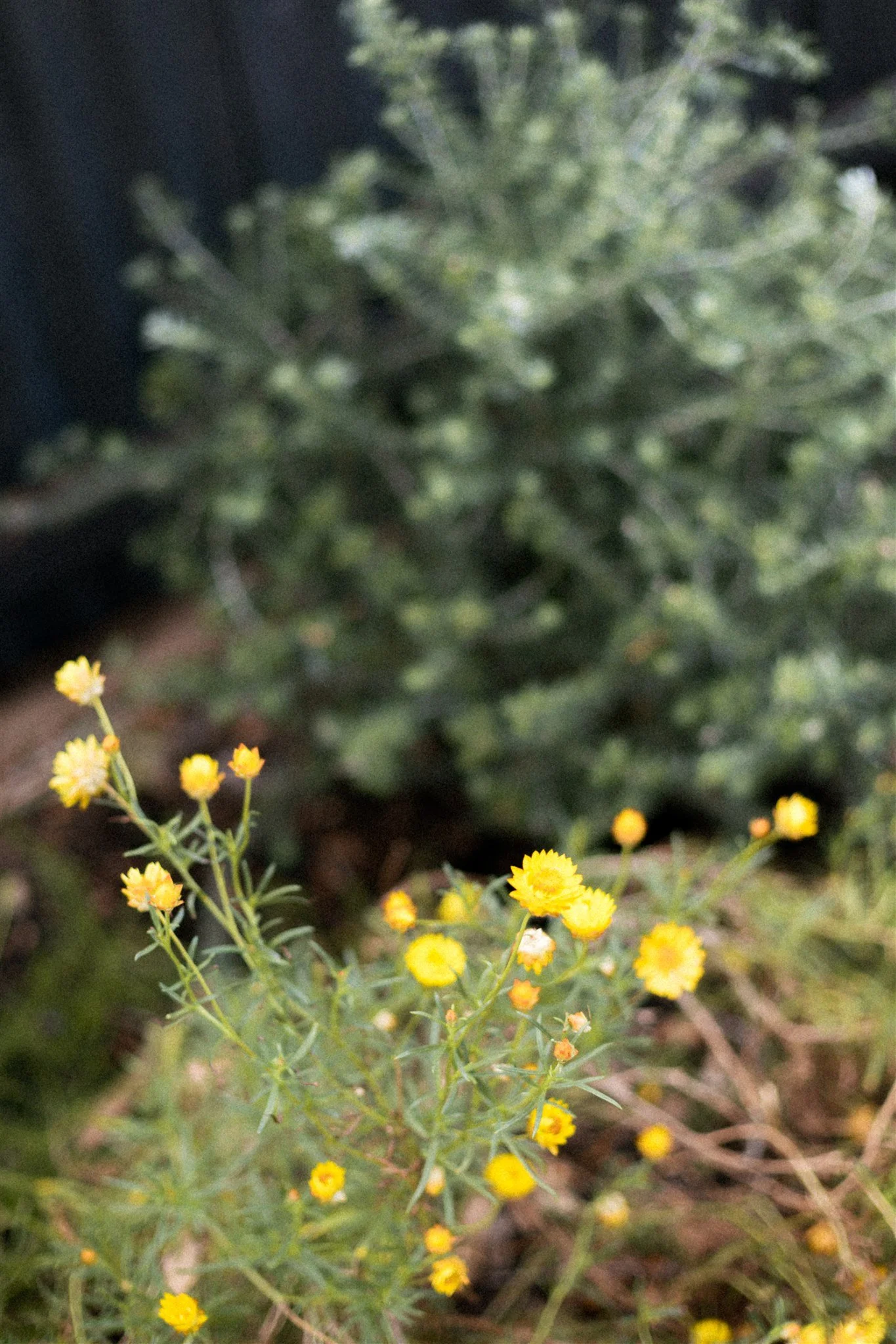 Close-up of small yellow flowers with green stems and leaves, blurred green background.