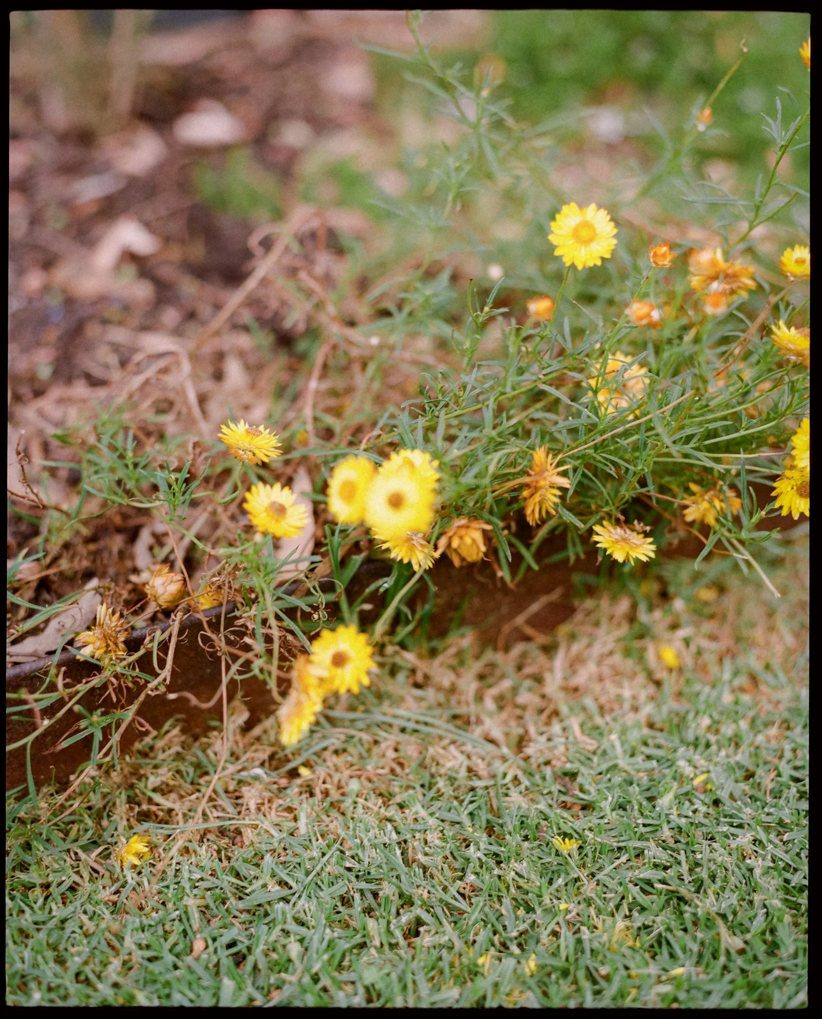 Yellow flowers blooming in a garden bed with green grass in the foreground.