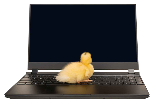 chick standing on a laptop