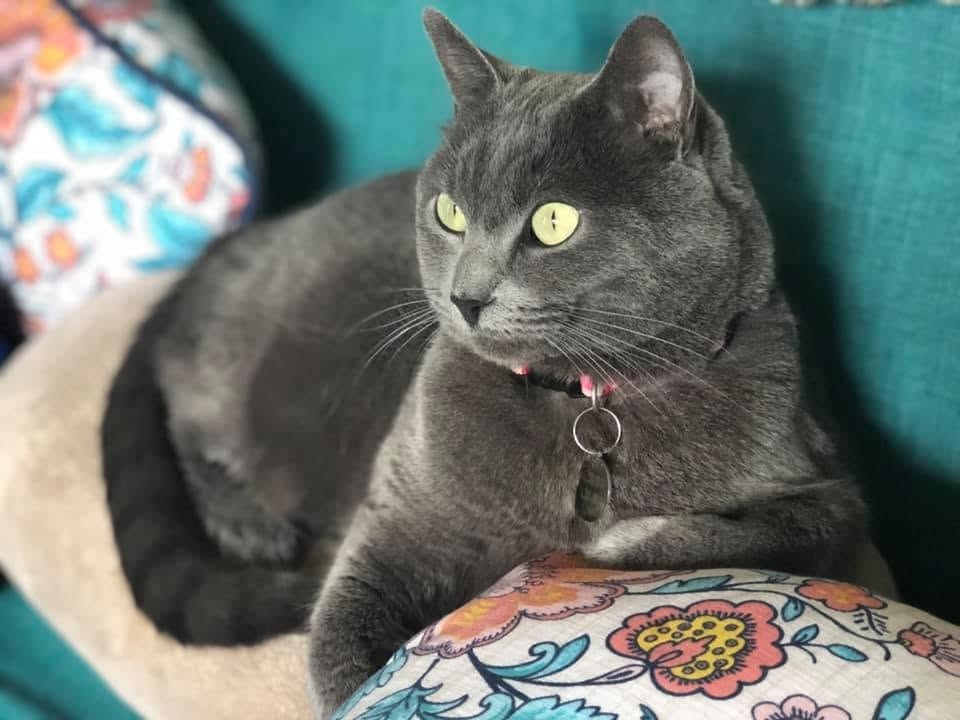 Gray cat with yellow eyes laying on a cushion with floral pattern, resting on a teal sofa.