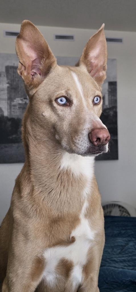 A tan dog with blue eyes and upright ears sitting indoors with a black and white cityscape photo in the background.