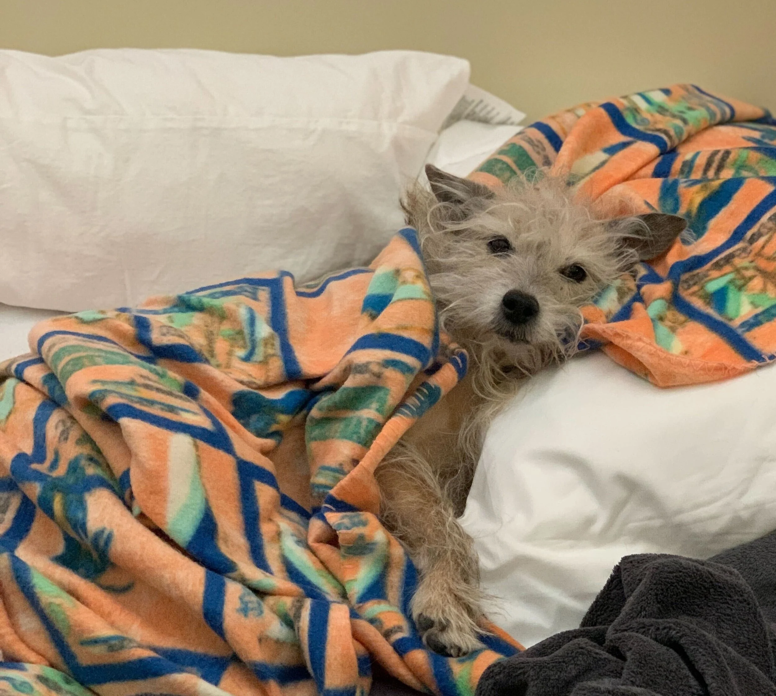 A small, fluffy gray dog resting on a bed, partially covered with a colorful blanket, with a white pillow and headboard in the background.