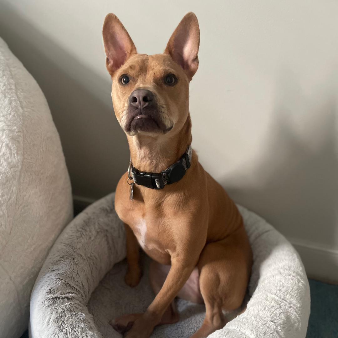 An alert brown dog with erect ears sitting in a plush, light-colored pet bed, looking directly at the camera.
