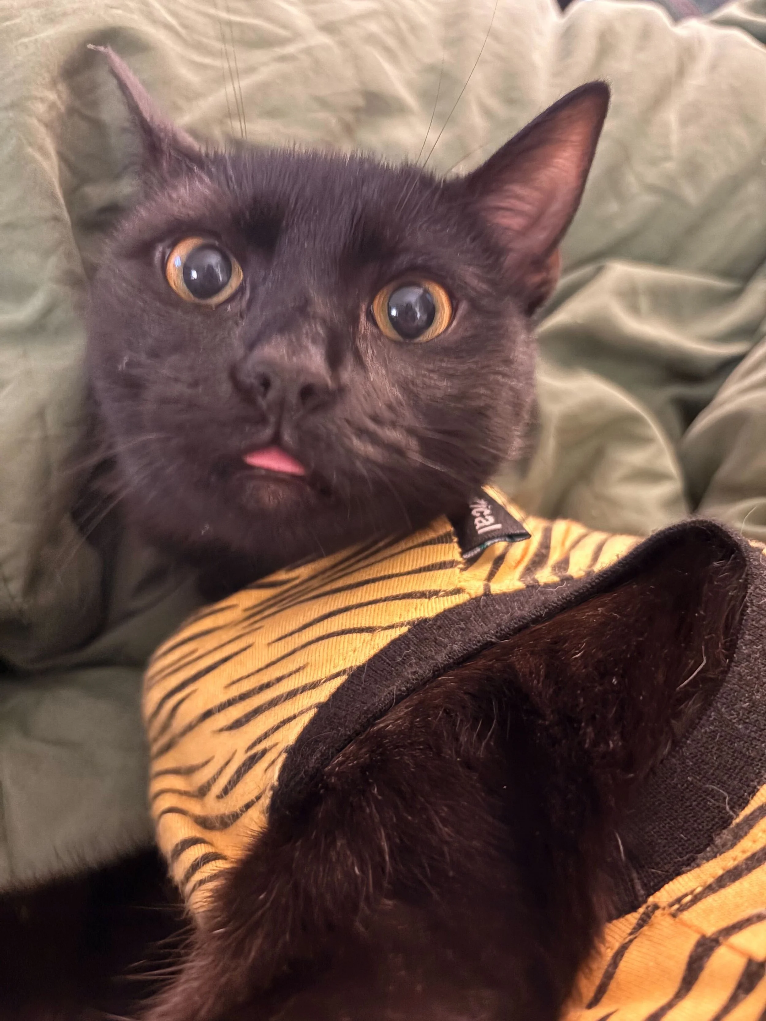 Close-up of a black cat with amber eyes, laying on a green blanket wearing a yellow and black striped shirt.