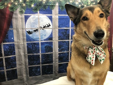 Dog wearing a Christmas bowtie posing in front of a window with a Santa moon and reindeer silhouette
