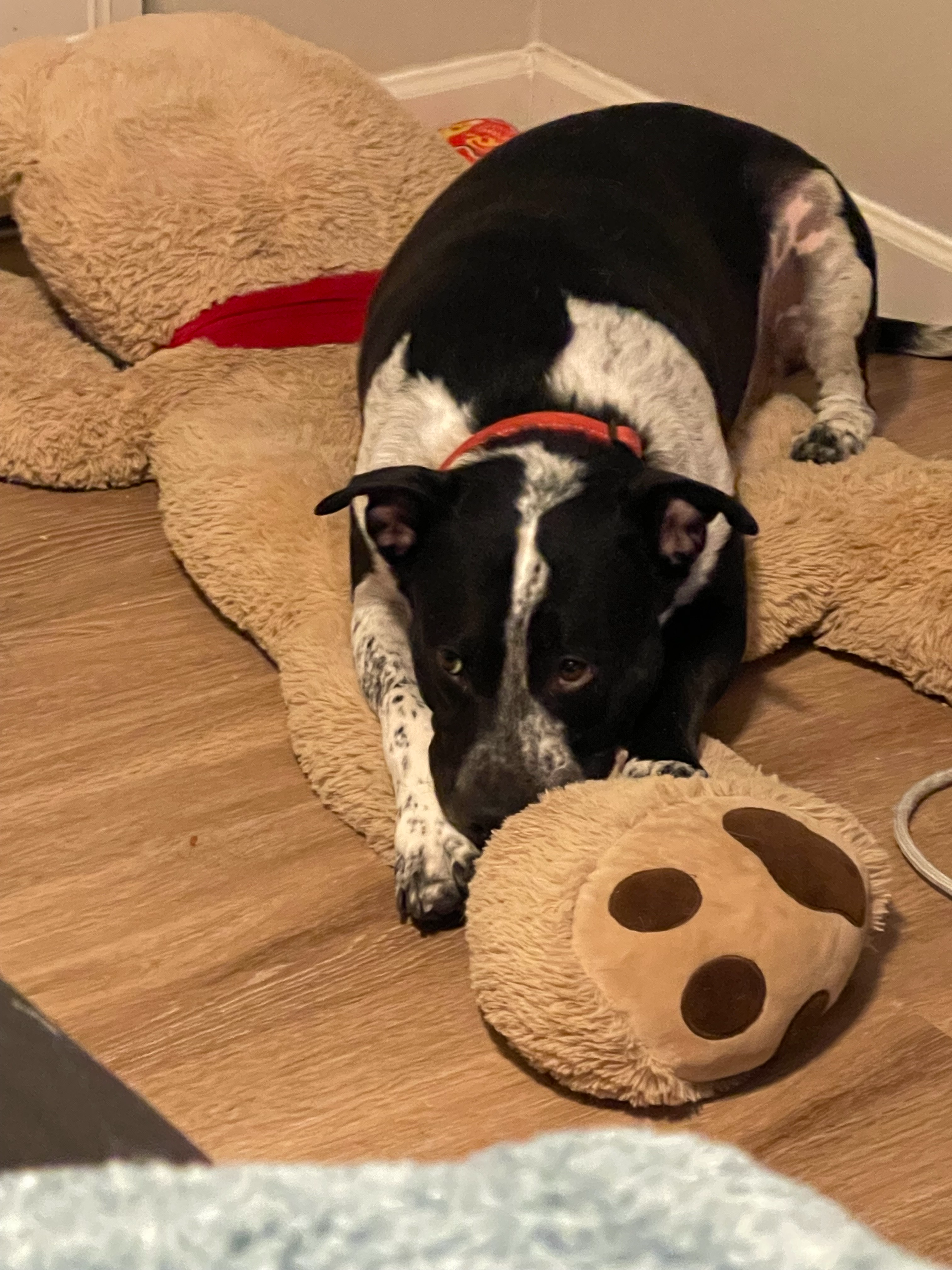 A black and white dog wearing an orange collar is lying on a plush dog bed on a wooden floor, with a toy shaped like a d20 die nearby.