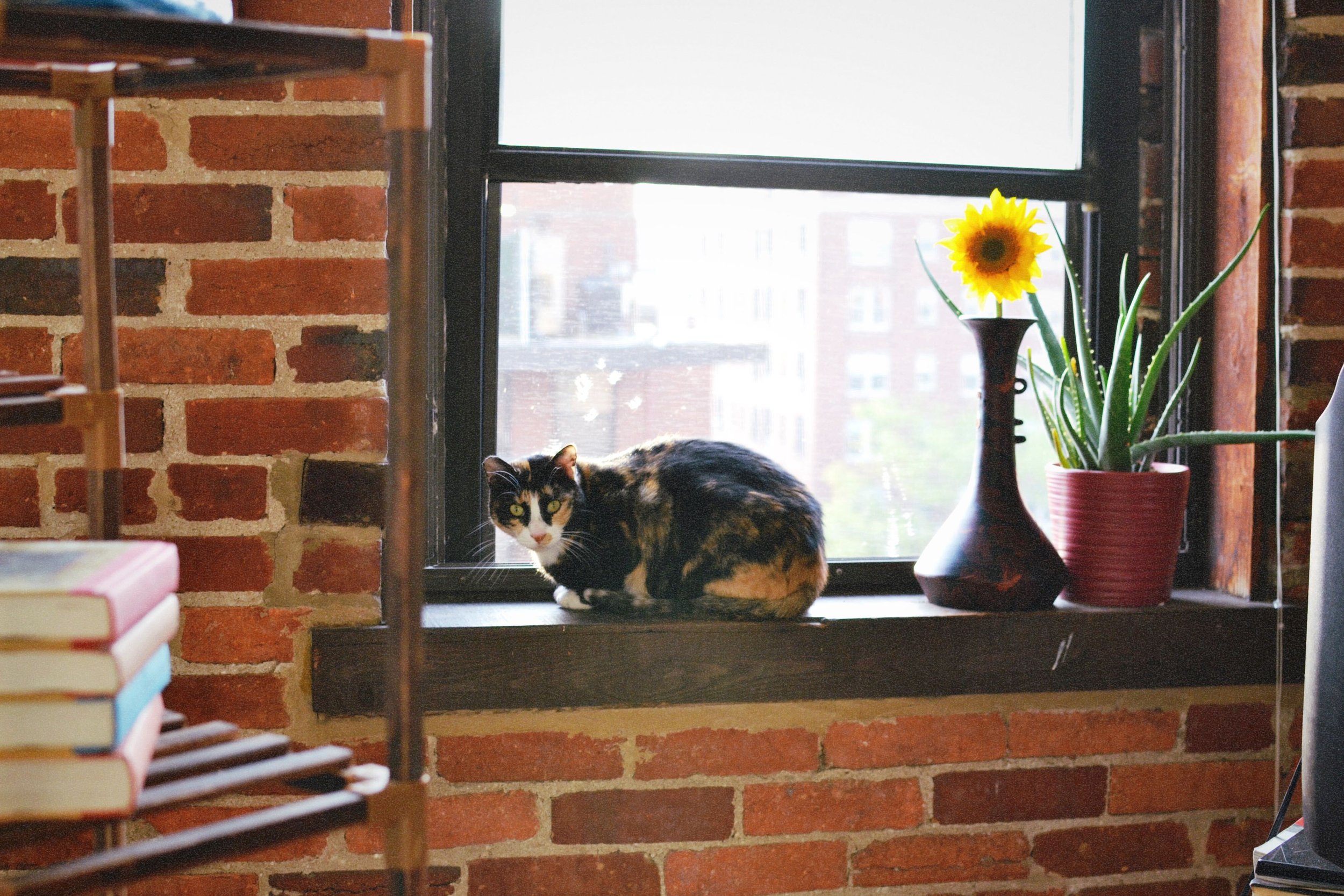 A calico cat with green eyes sitting on a windowsill decorated with a potted sunflower plant in a red container, with brick walls and a window in the background.