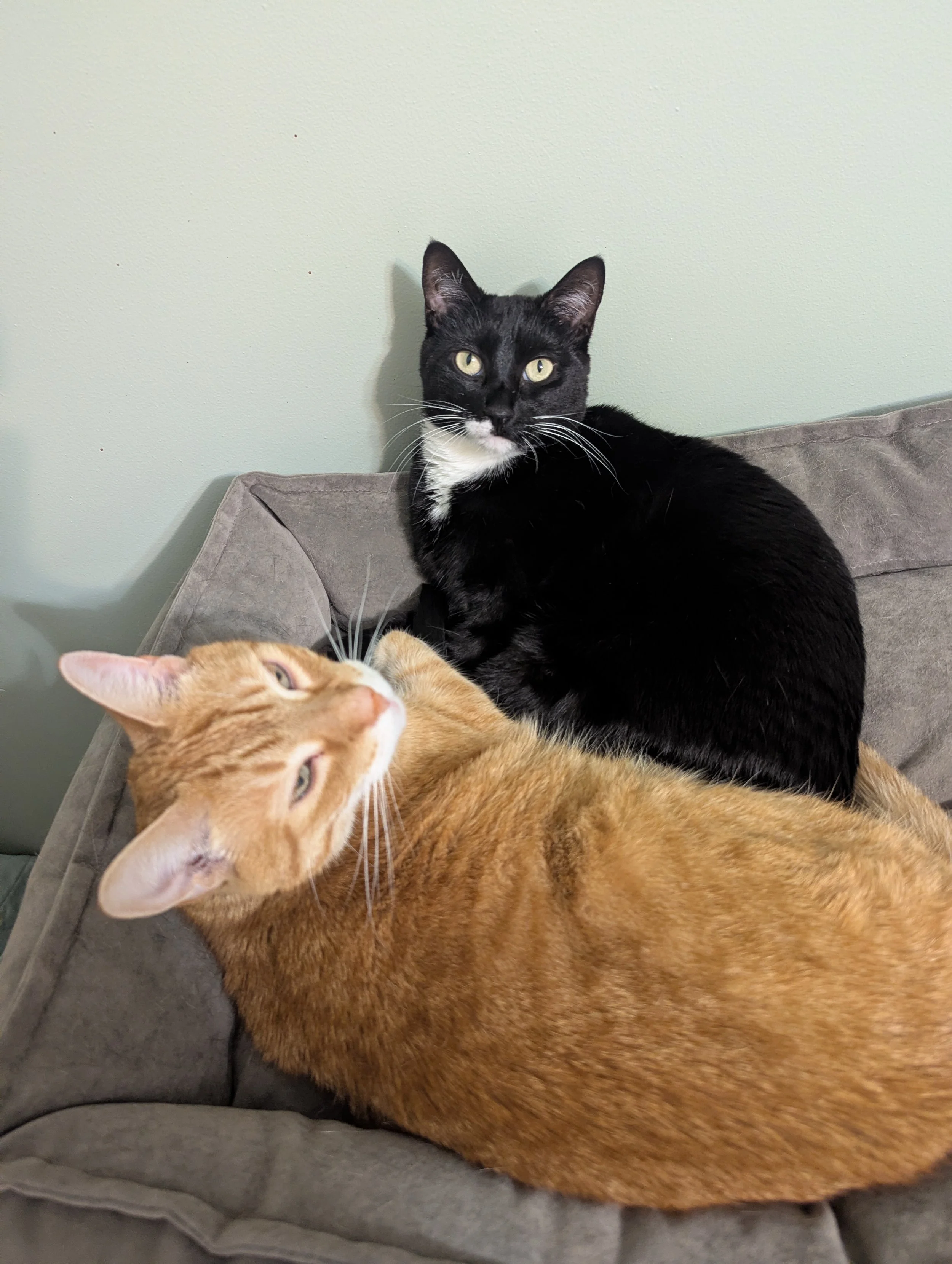 Carleton (tabby) and Boots