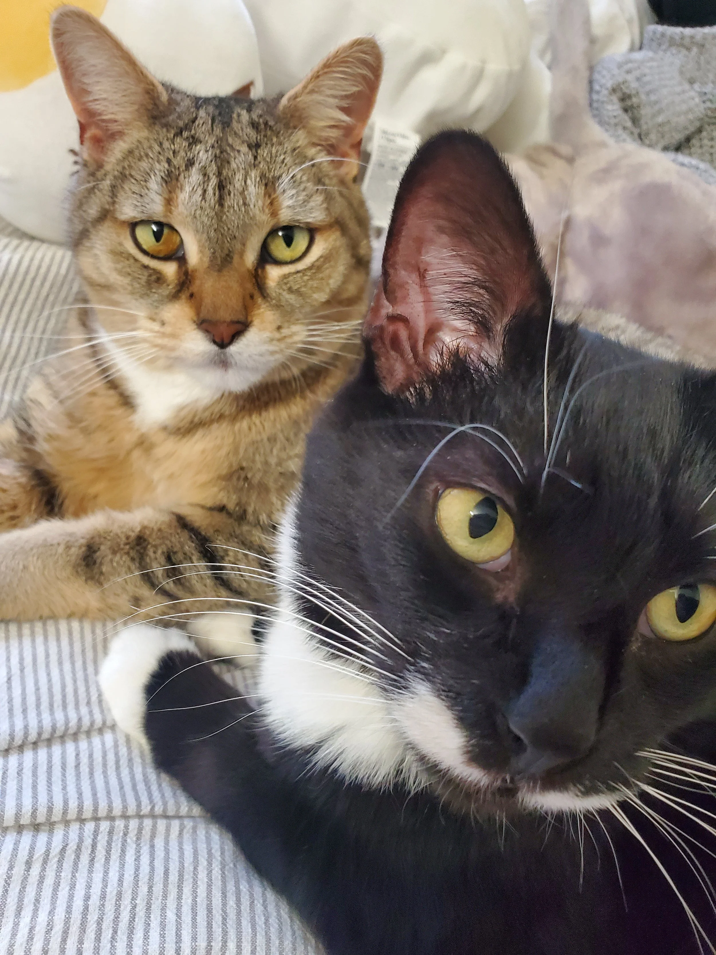 Piper (tabby) and Tux