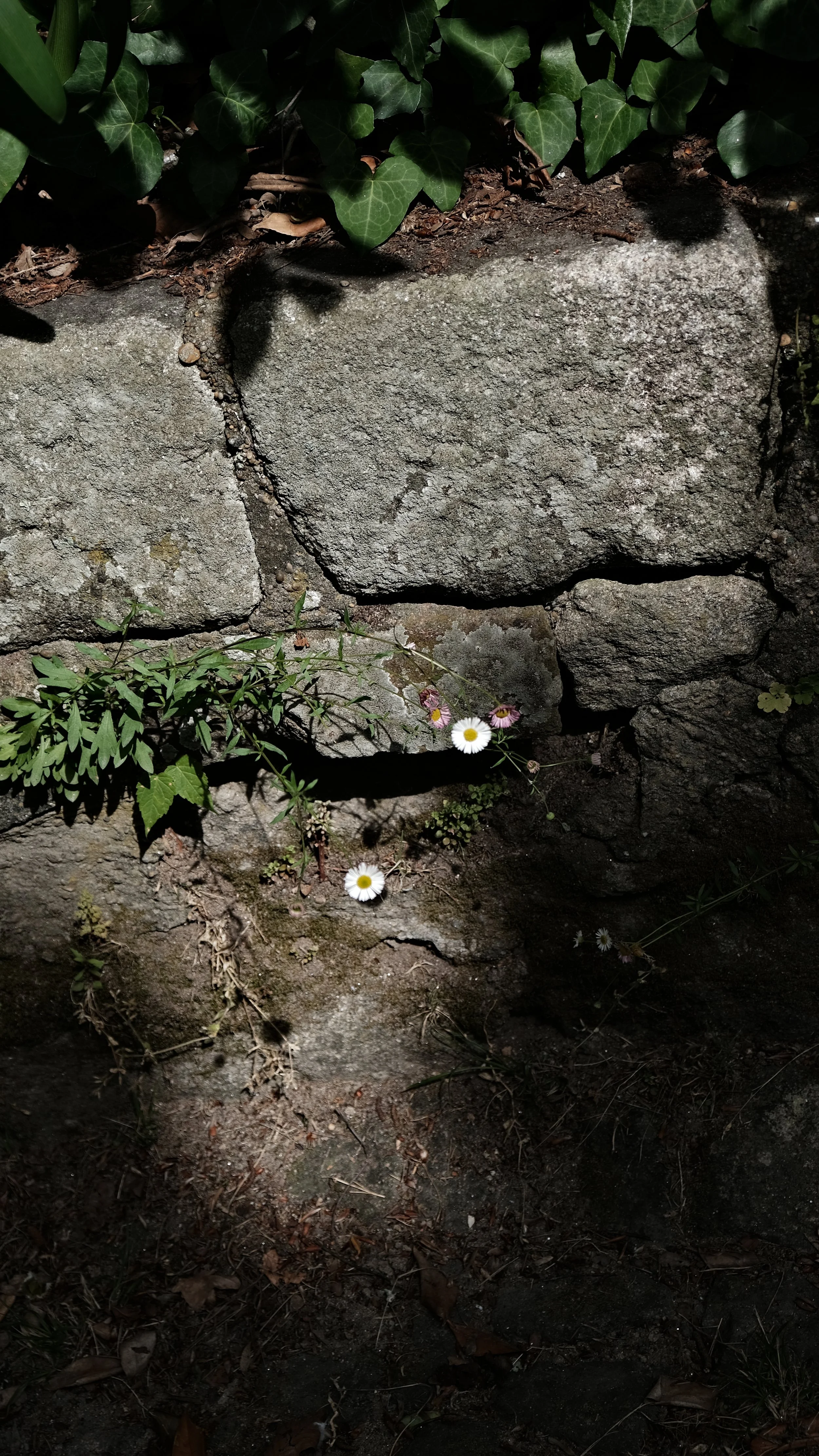 DSCF1881.JPG