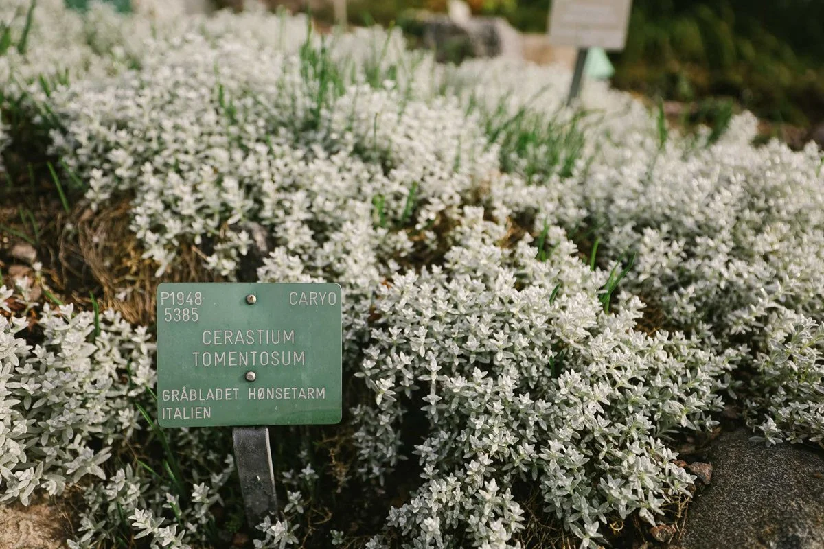 Small white shrub | Copenhagen Botanical Gardens