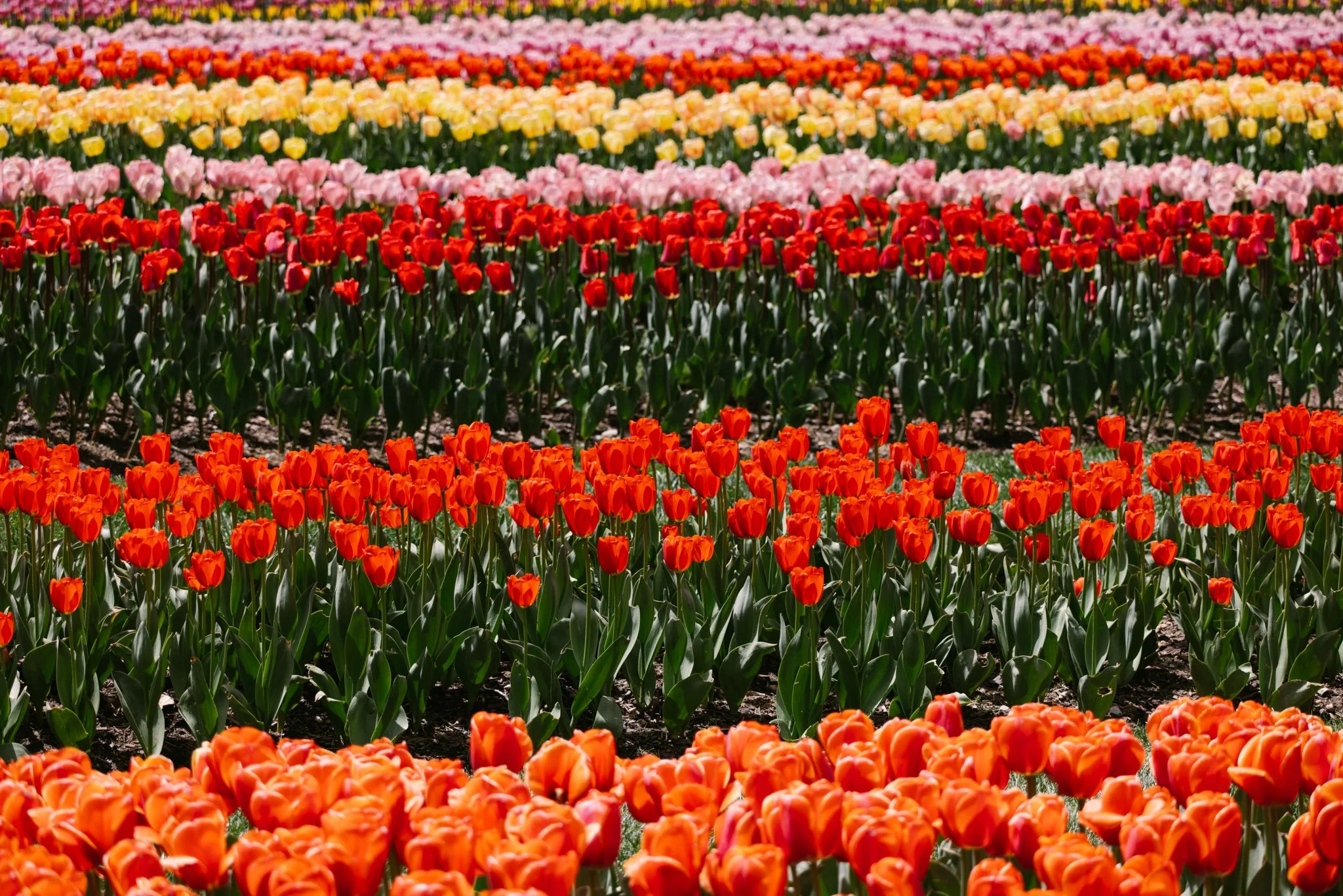 20240417_Tulip Festival_Thanksgiving Point_Lehi, Utah-07.jpg
