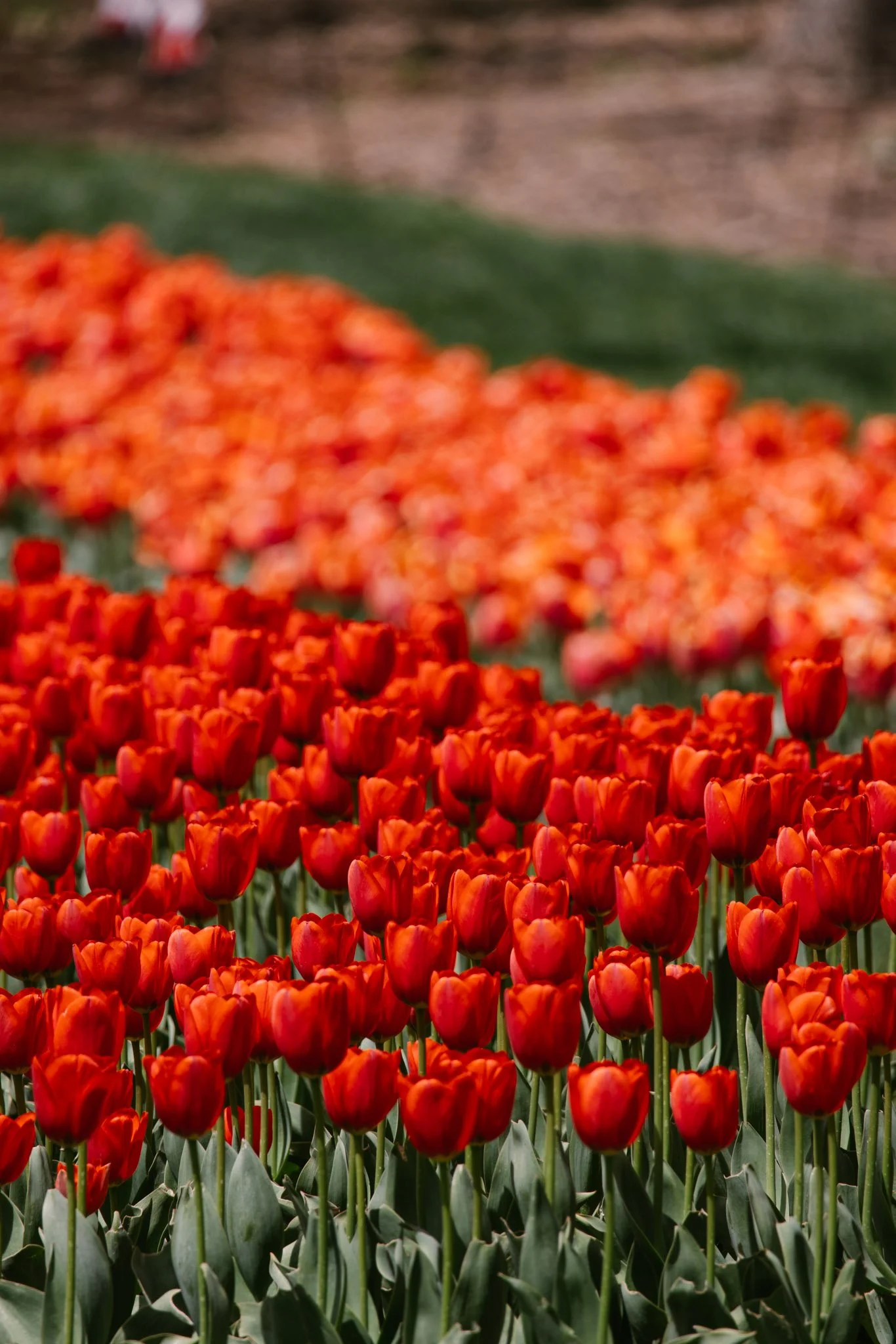 20240417_Tulip Festival_Thanksgiving Point_Lehi, Utah-09.jpg