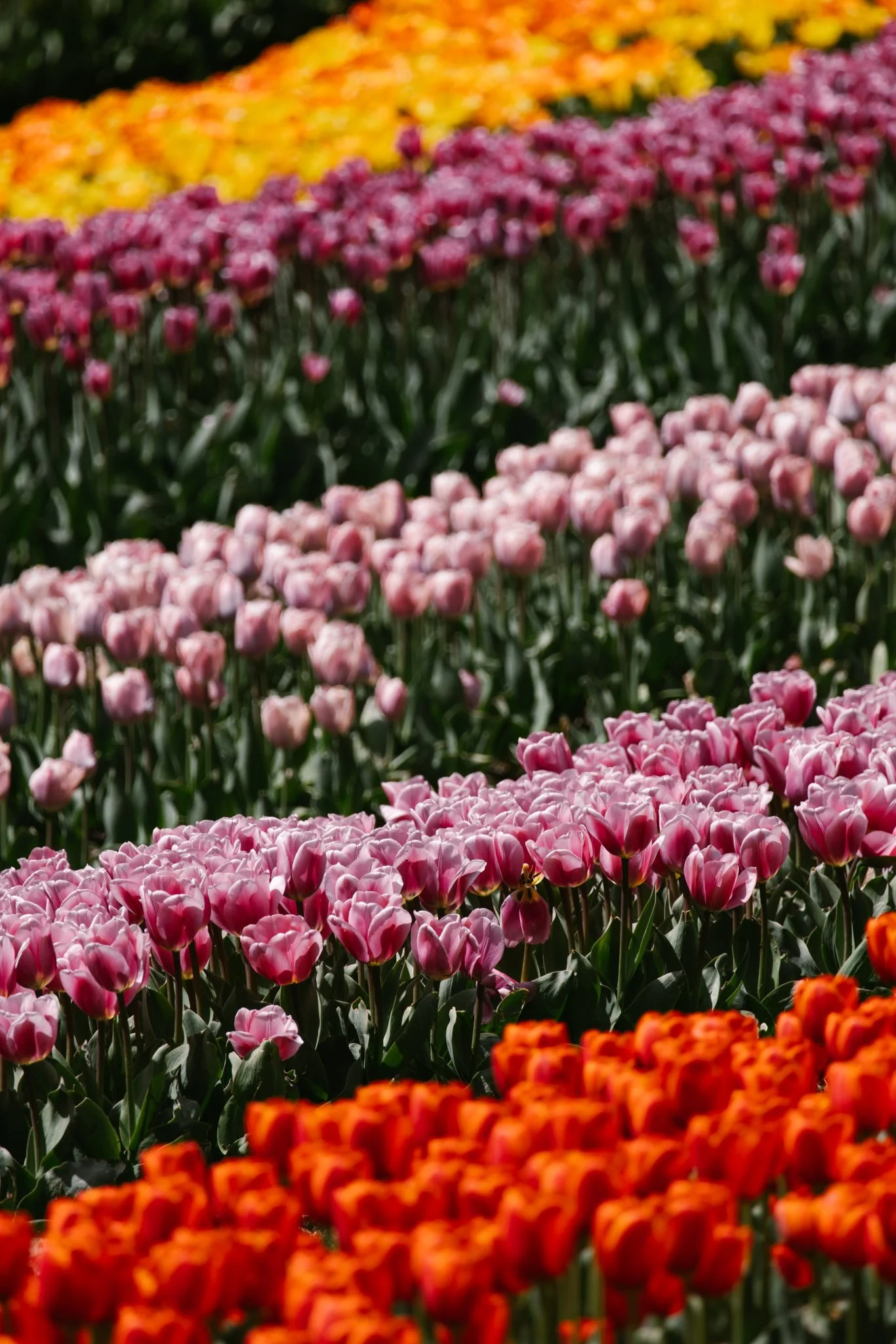 20240417_Tulip Festival_Thanksgiving Point_Lehi, Utah-10.jpg