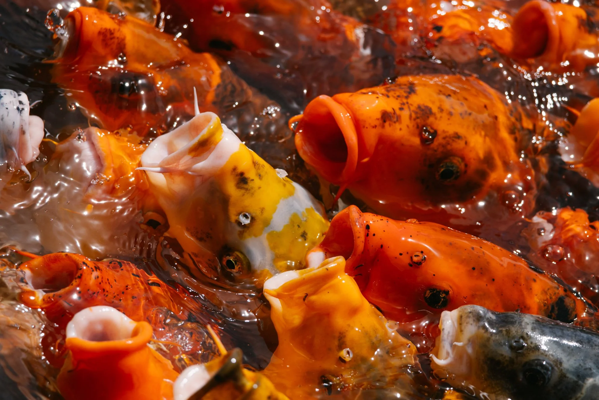 20240417_Tulip Festival_Thanksgiving Point_Lehi, Utah-15.jpg