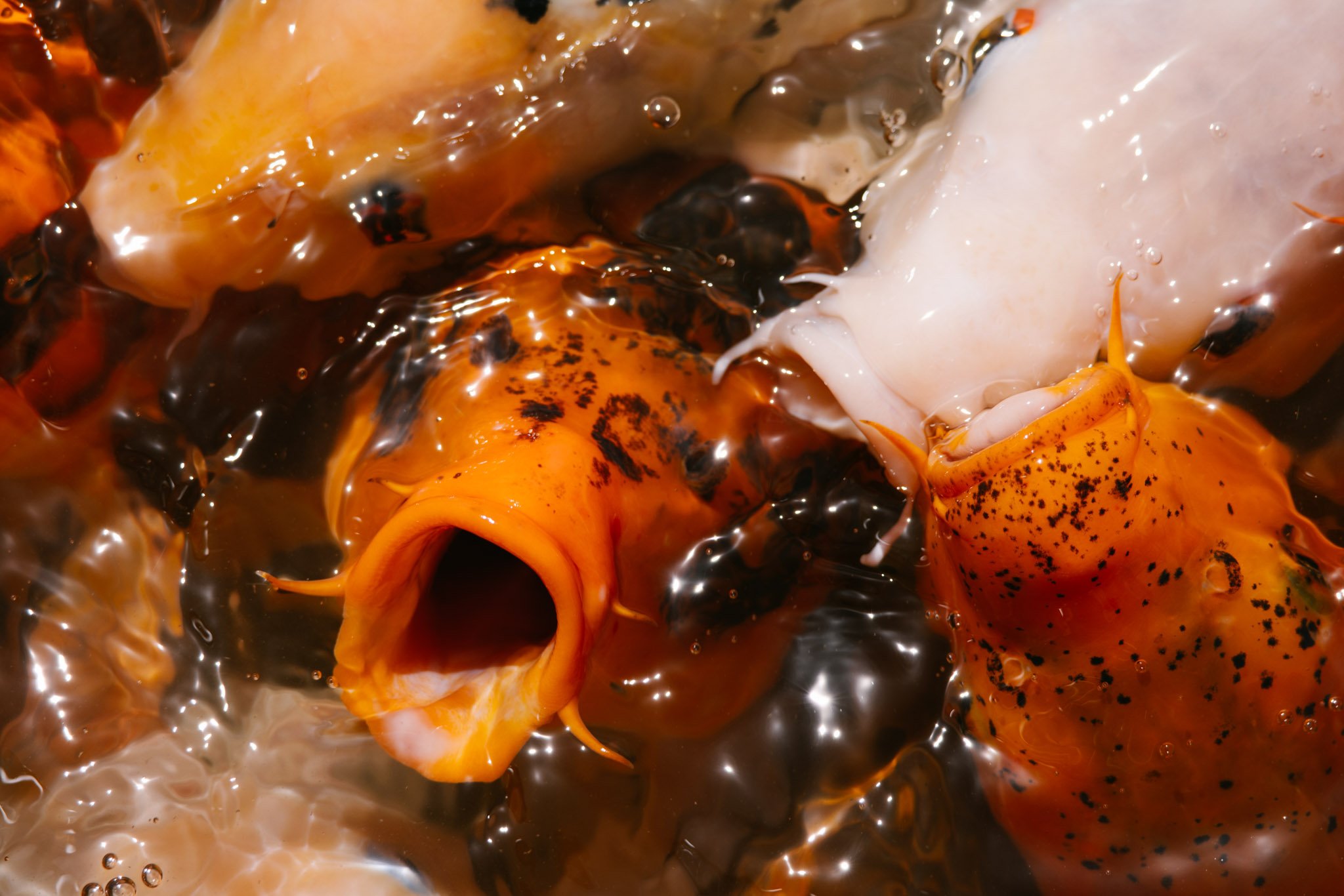 20240417_Tulip Festival_Thanksgiving Point_Lehi, Utah-17.jpg