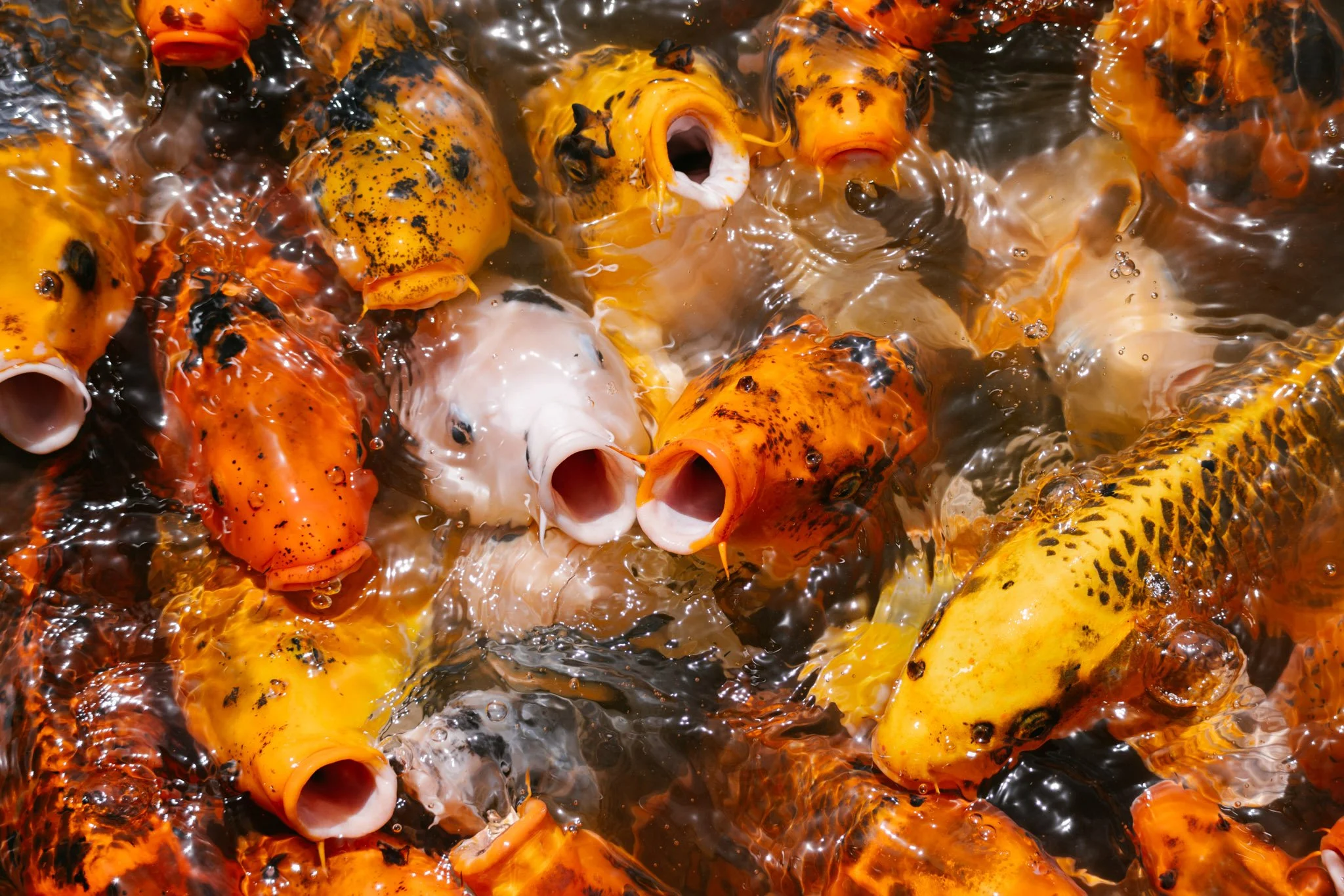 20240417_Tulip Festival_Thanksgiving Point_Lehi, Utah-16.jpg