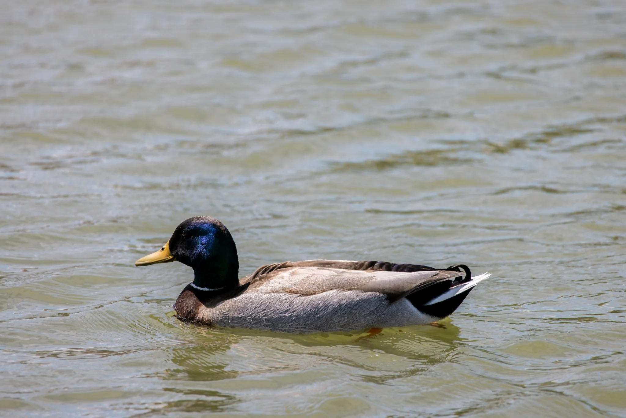 20240417_Tulip Festival_Thanksgiving Point_Lehi, Utah-18.jpg