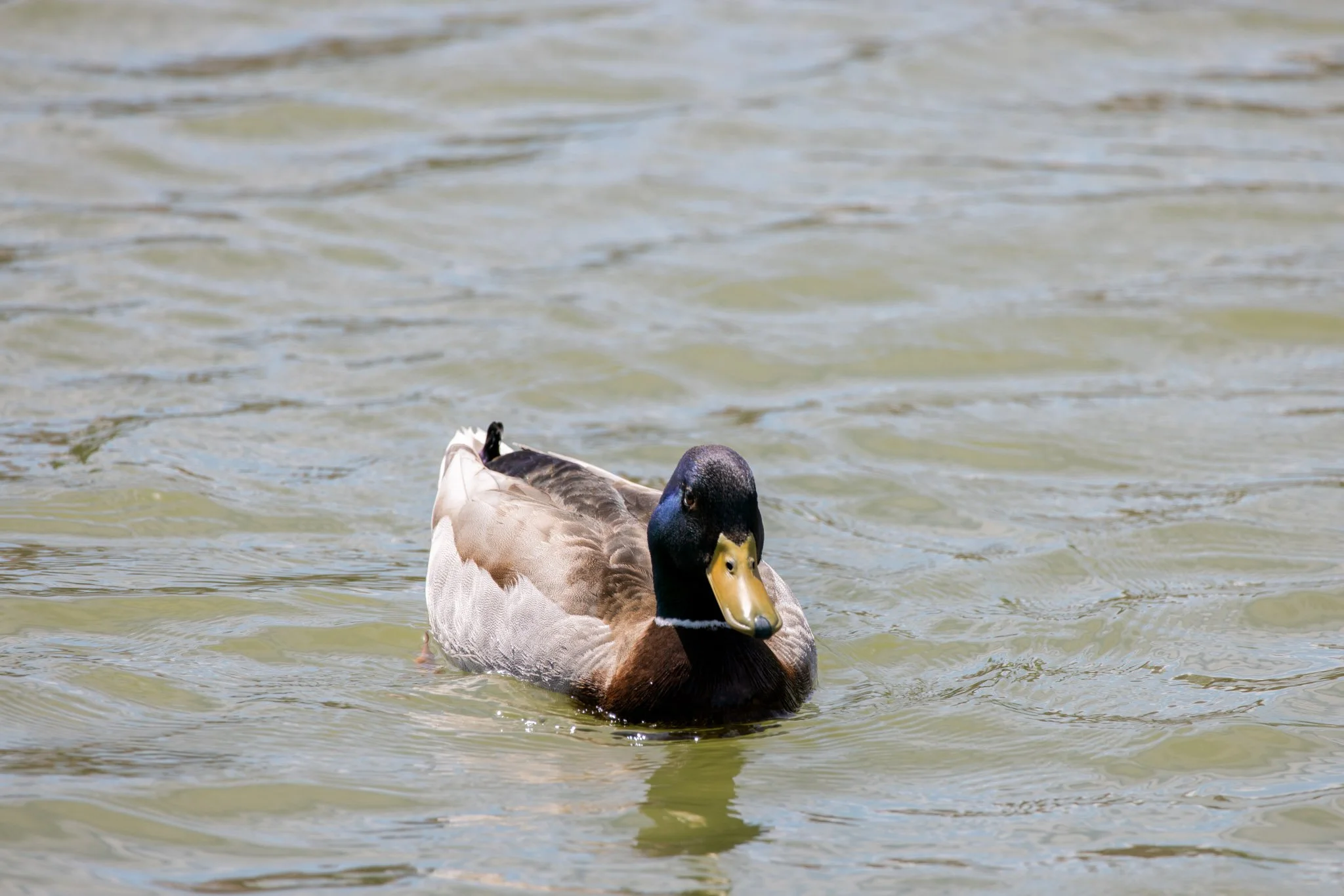 20240417_Tulip Festival_Thanksgiving Point_Lehi, Utah-19.jpg