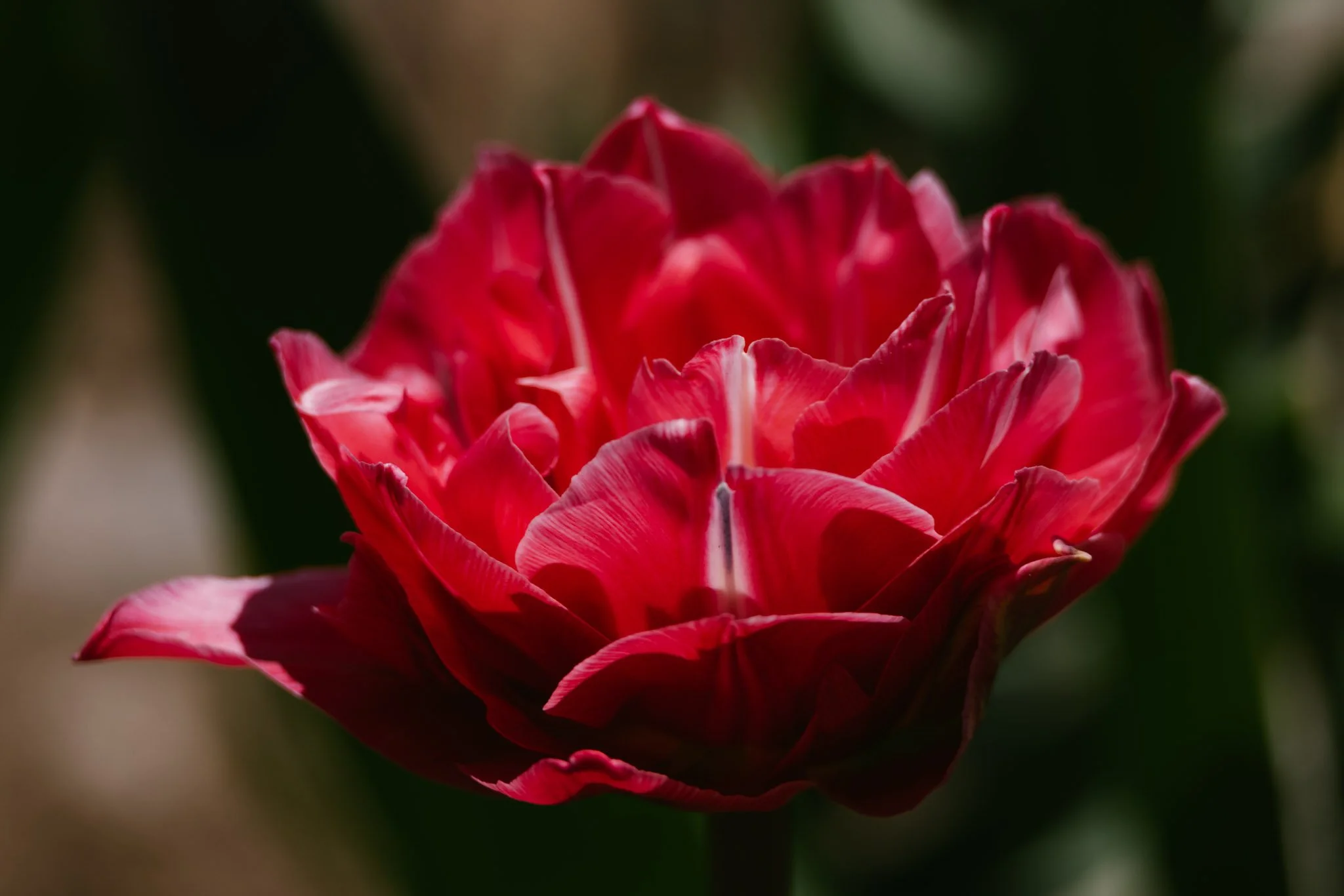 20240417_Tulip Festival_Thanksgiving Point_Lehi, Utah-20.jpg