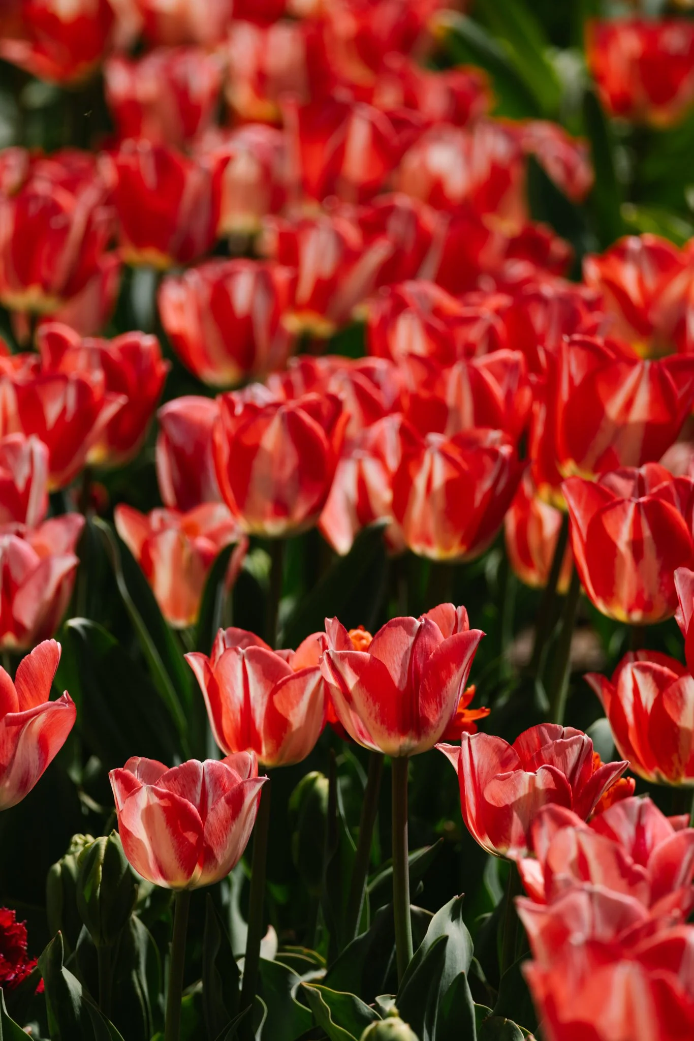 20240417_Tulip Festival_Thanksgiving Point_Lehi, Utah-21.jpg