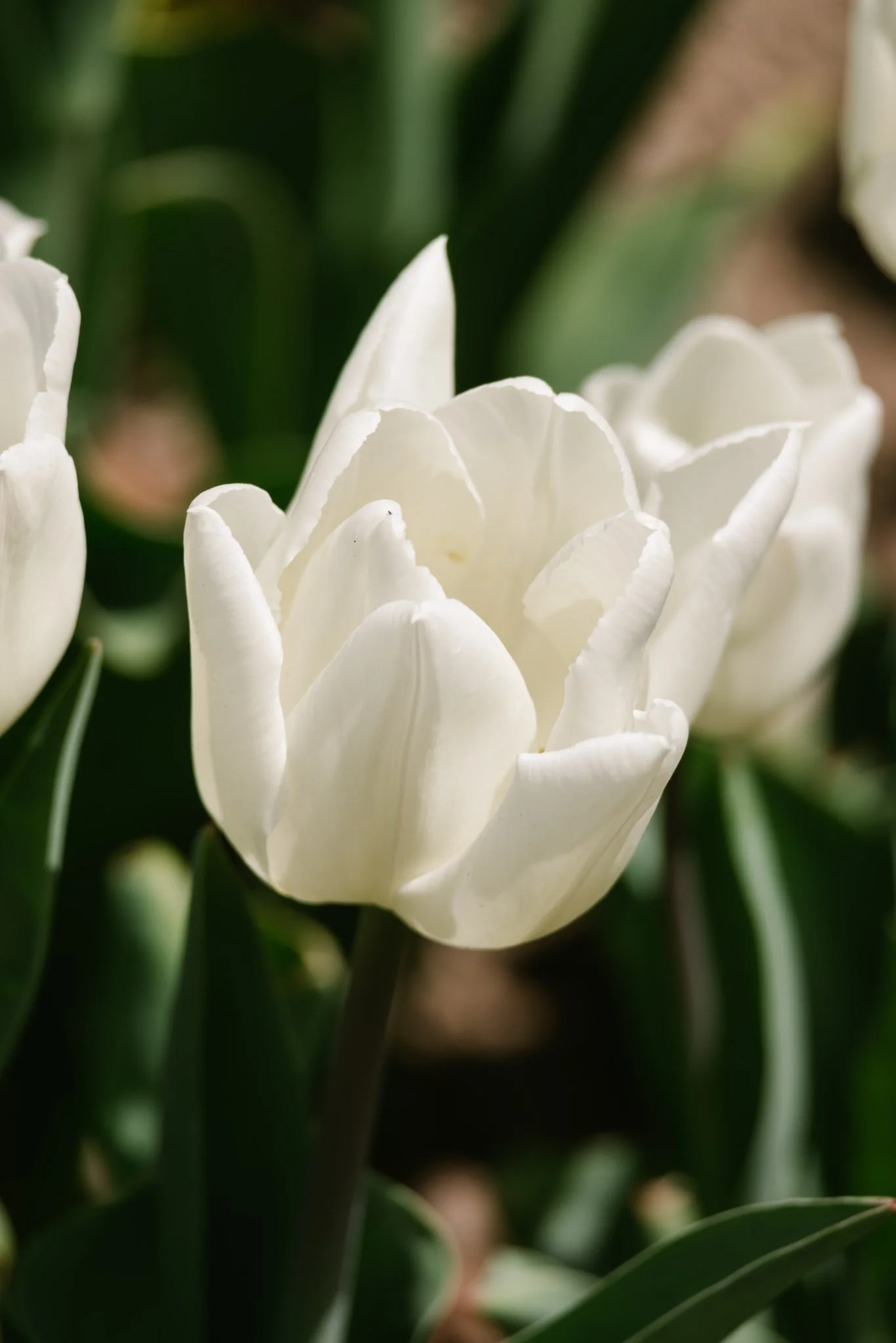 20240417_Tulip Festival_Thanksgiving Point_Lehi, Utah-28.jpg
