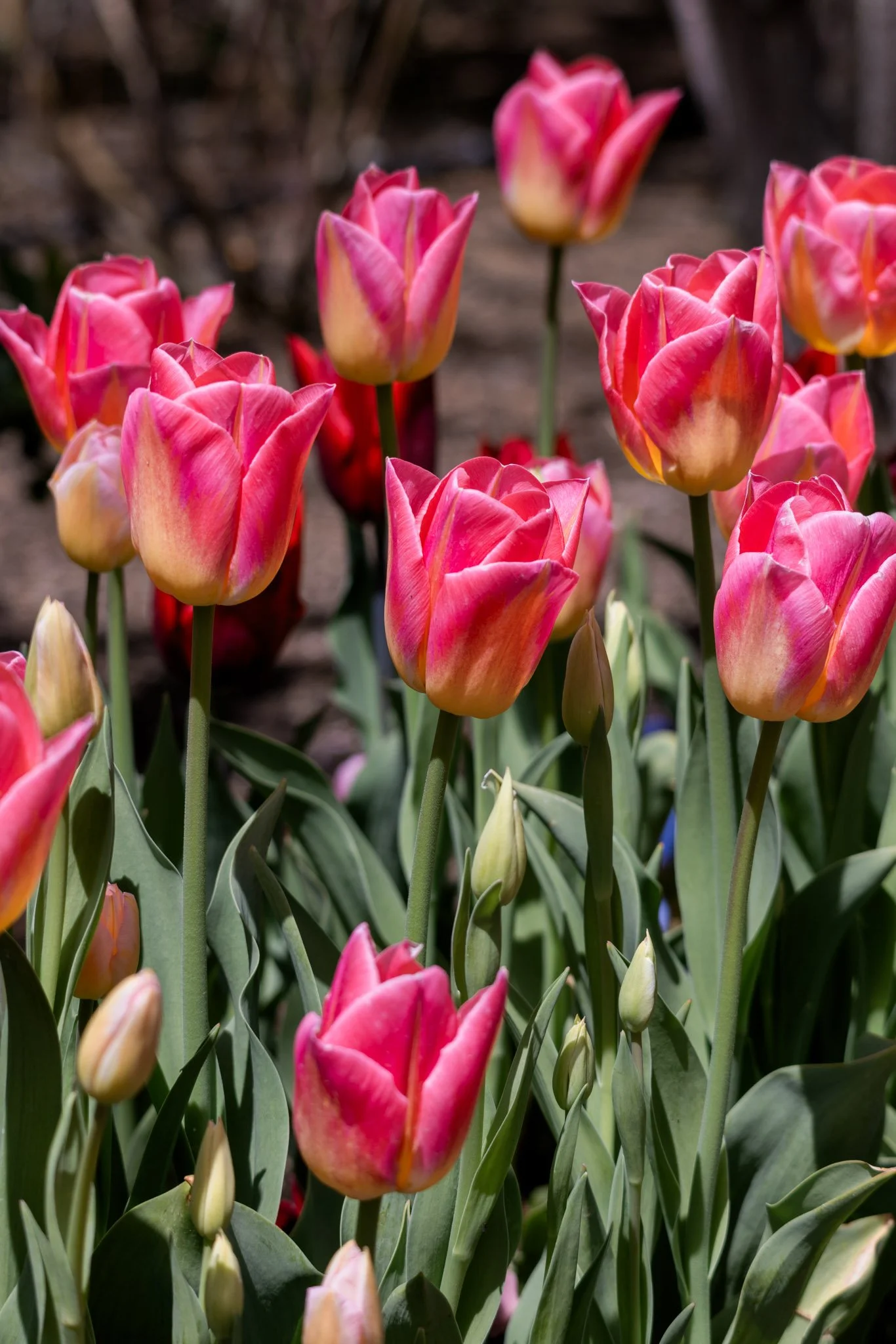 20240417_Tulip Festival_Thanksgiving Point_Lehi, Utah-30.jpg