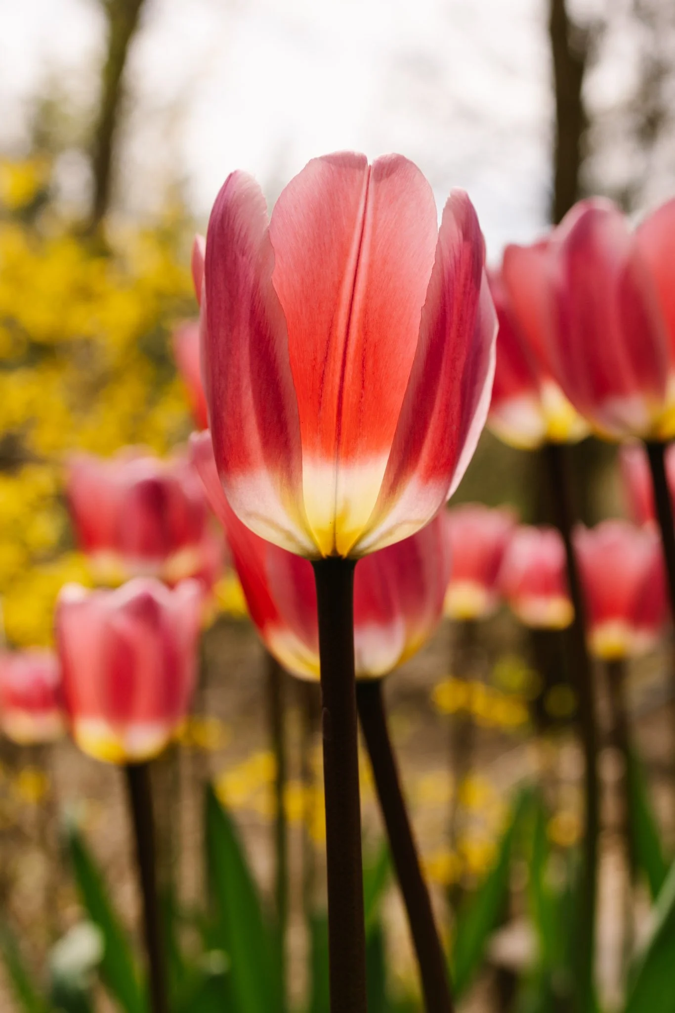20240417_Tulip Festival_Thanksgiving Point_Lehi, Utah-34.jpg