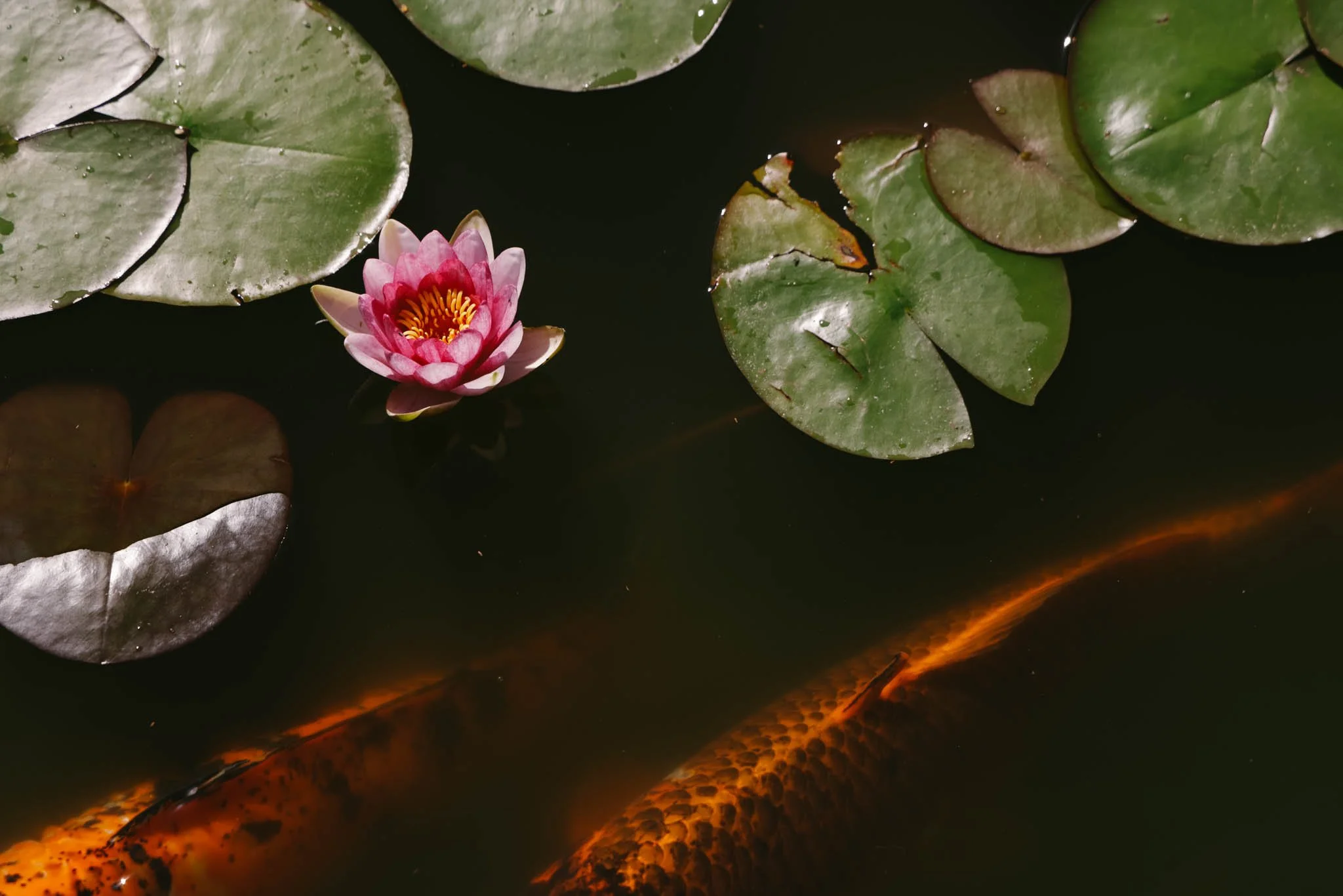 20230917_Grandma Whitaker_Birthday Party_Saratoga Springs,, Utah-36.jpg