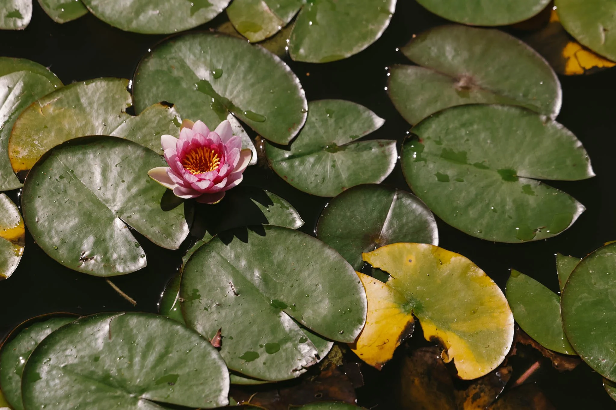 20230917_Grandma Whitaker_Birthday Party_Saratoga Springs,, Utah-34.jpg