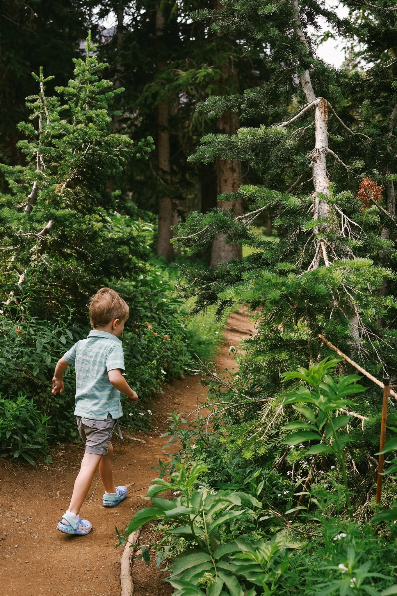 Albion Basin, Utah_Family Friendly Activity_Wildflowers_Hiking with Kids_Made with Michelle-05.jpg