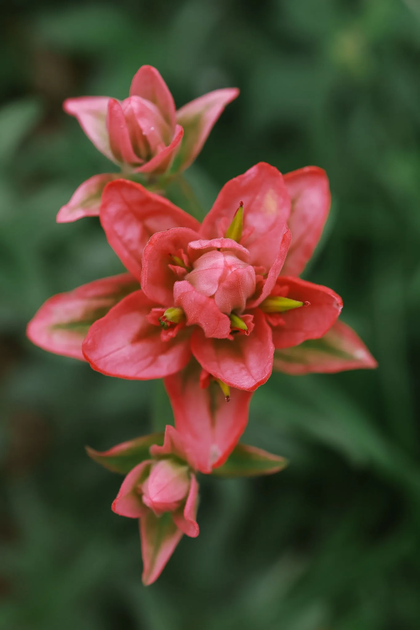 Albion Basin, Utah_Family Friendly Activity_Wildflowers_Hiking with Kids_Made with Michelle-03.jpg