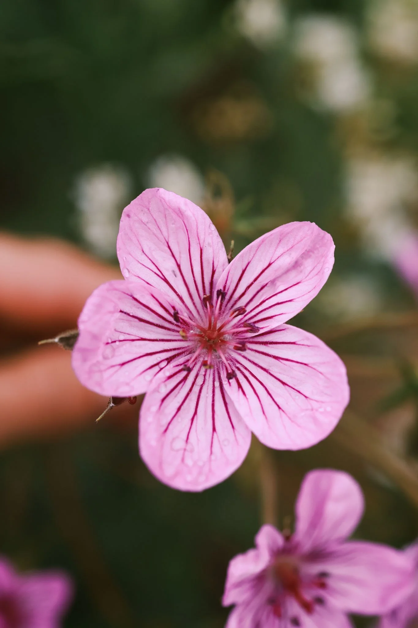 Albion Basin, Utah_Family Friendly Activity_Wildflowers_Hiking with Kids_Made with Michelle-53.jpg