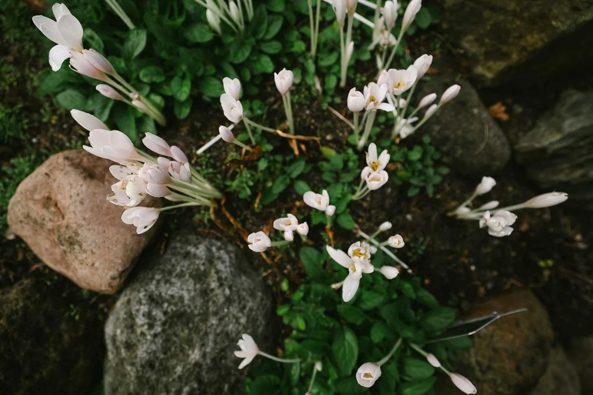 Pale pink flower blooms | Copenhagen Botanical Gardens