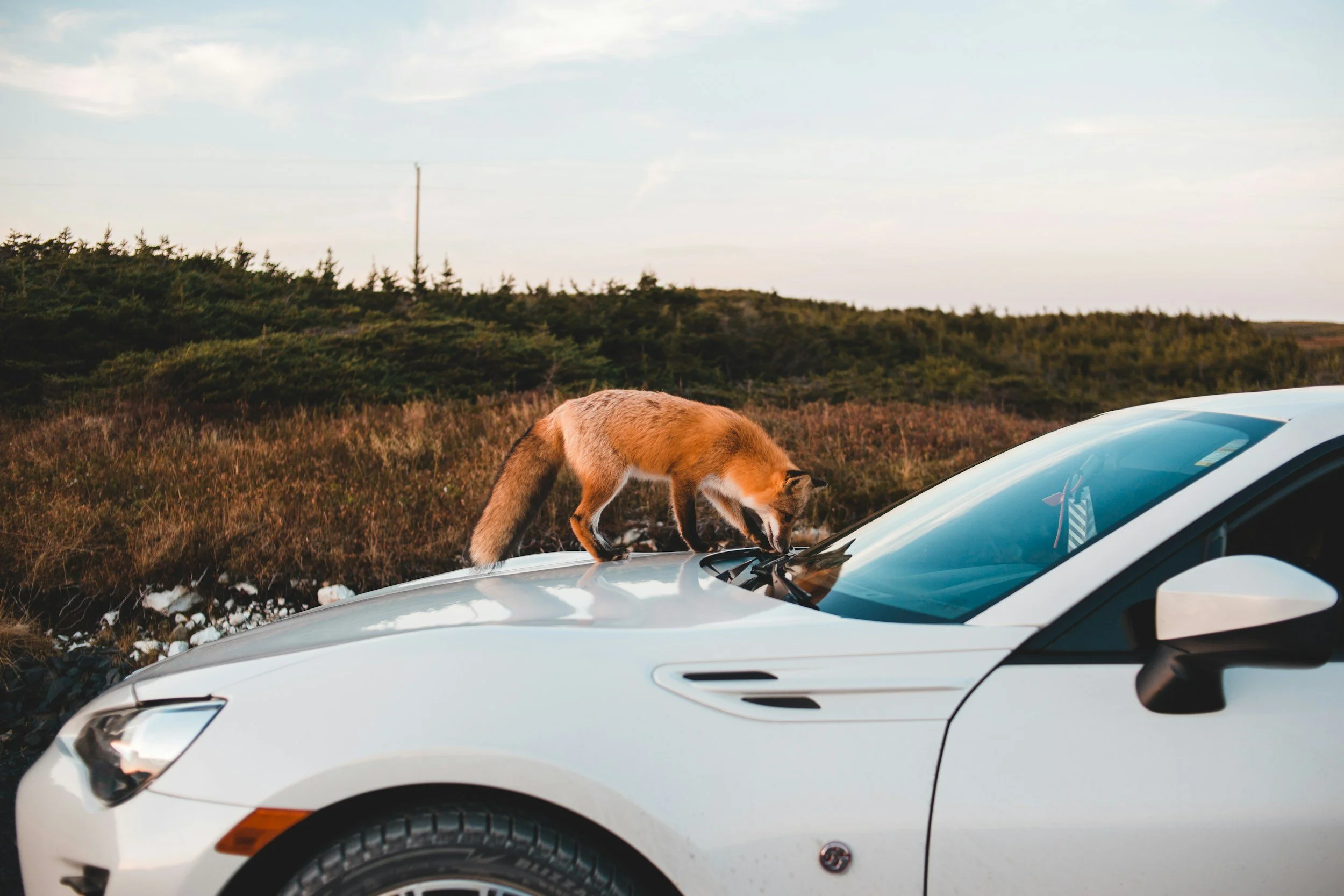 Is My Car Covered for Animal Damage?