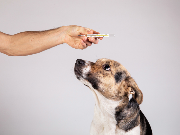 What Is a Normal Dog’s Temperature Range? — All Pet Voices