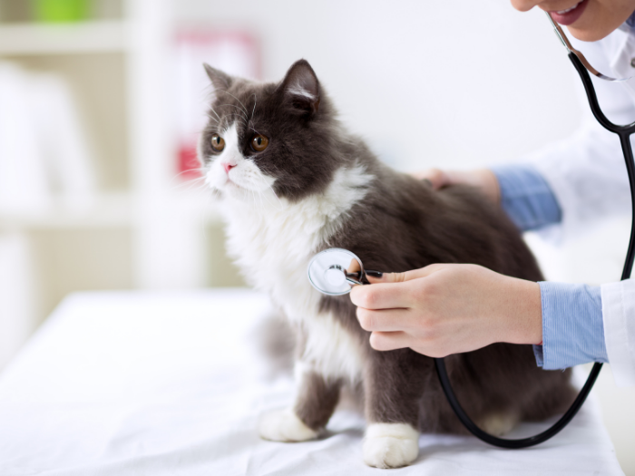 What Is a Normal Heart Rate for Cats? — All Pet Voices