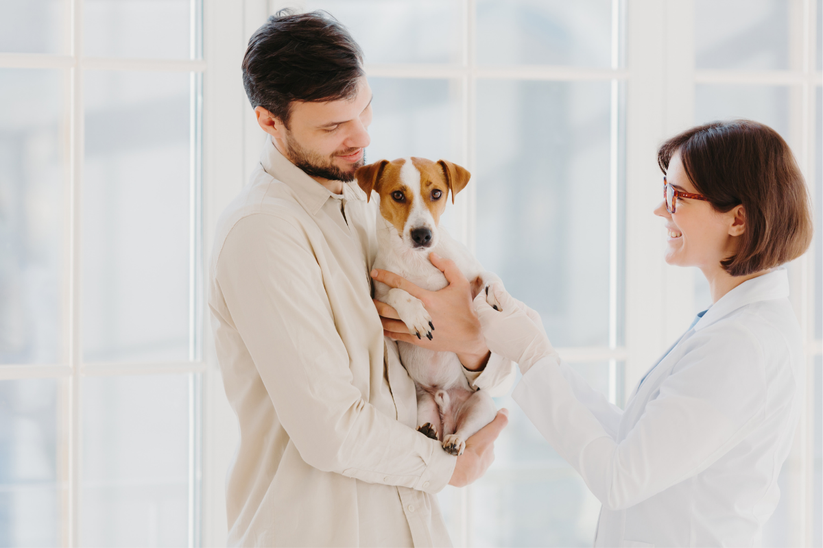 How to Easily Check the Heart Rate of a Dog — All Pet Voices