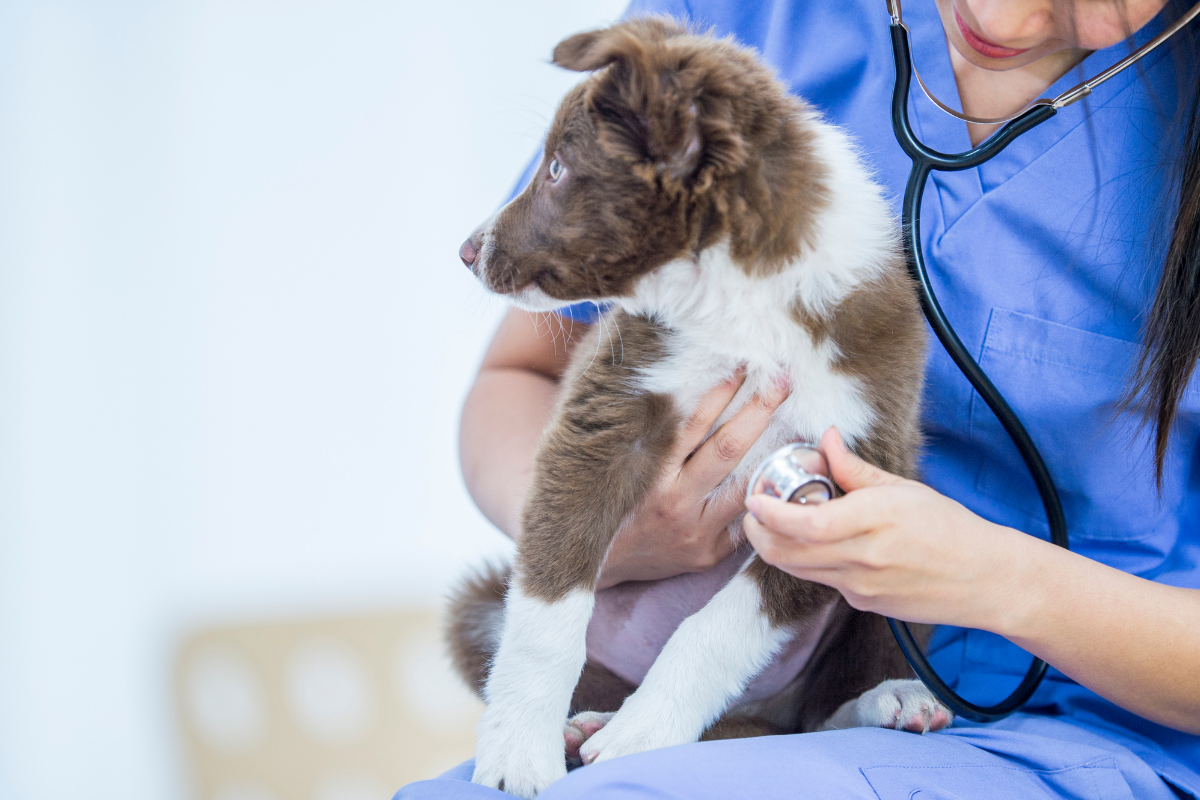 How to Easily Check the Heart Rate of a Dog — All Pet Voices