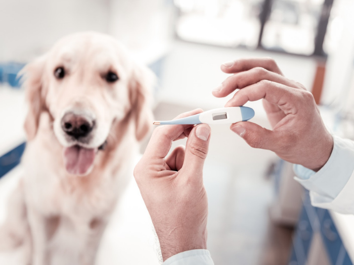 What Is a Normal Dog’s Temperature Range? — All Pet Voices