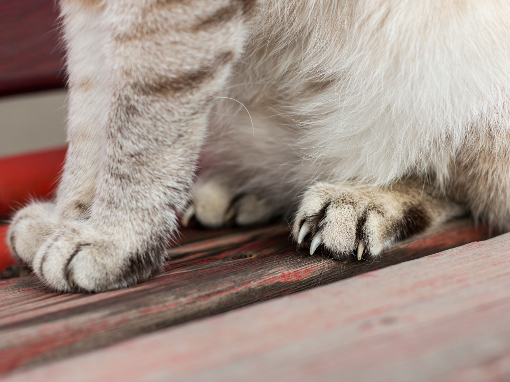 What to Do if You Are Scratched by a Cat | Preventive Vet
