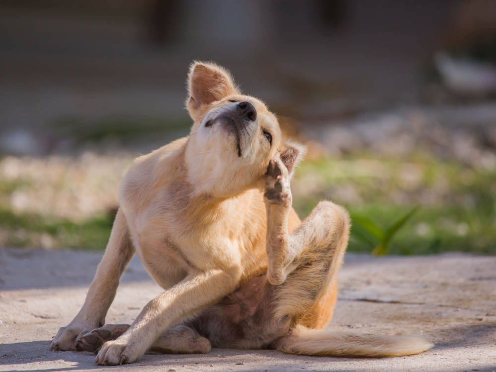Dogs With Dry Skin Signs, Causes, & Treatment — All Pet Voices