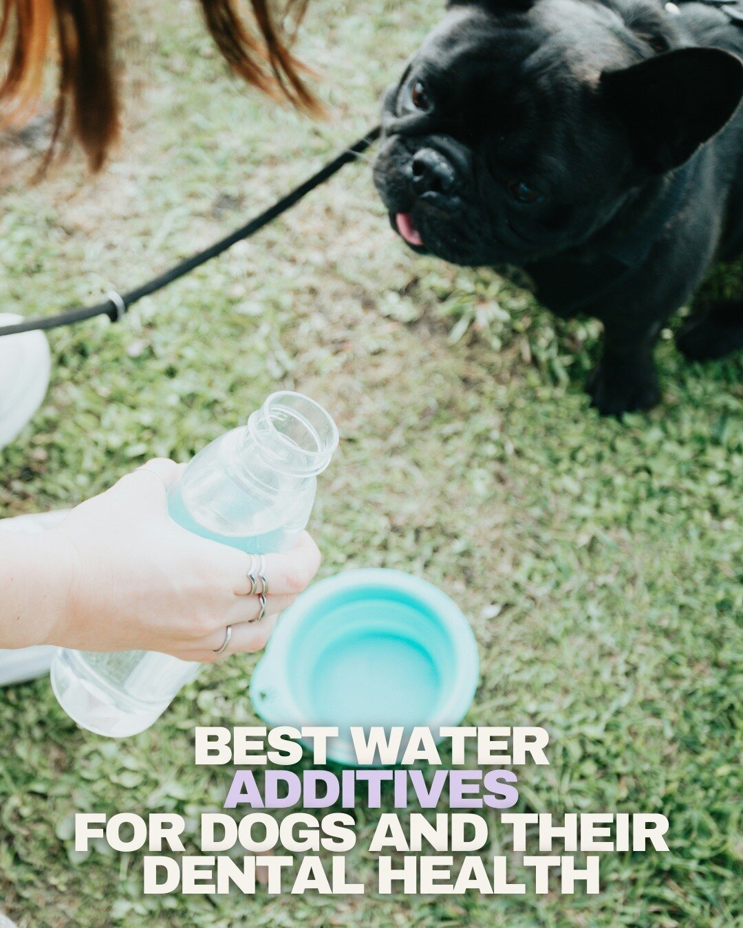 How Water Additives Can Improve Your Dog's Teeth⁠
⁠
Very few dogs enjoy having their teeth brushed, but that doesn&rsquo;t mean that dental care is any less important. ⁠
⁠
Studies have found that as much as 80% of dogs will experience some degree of 